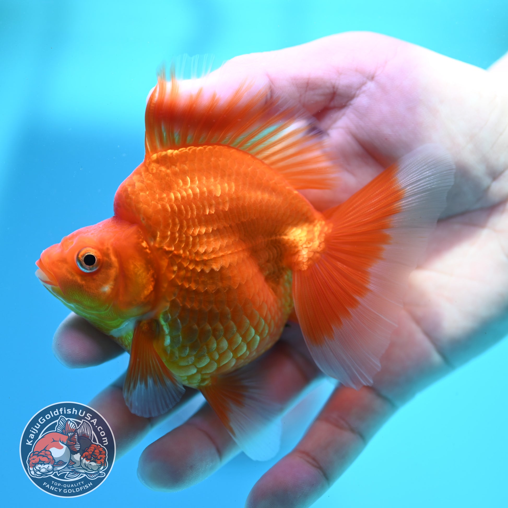 Classic Red Broad Tail Ryukin 3.2 inch Body (260515_RY09)