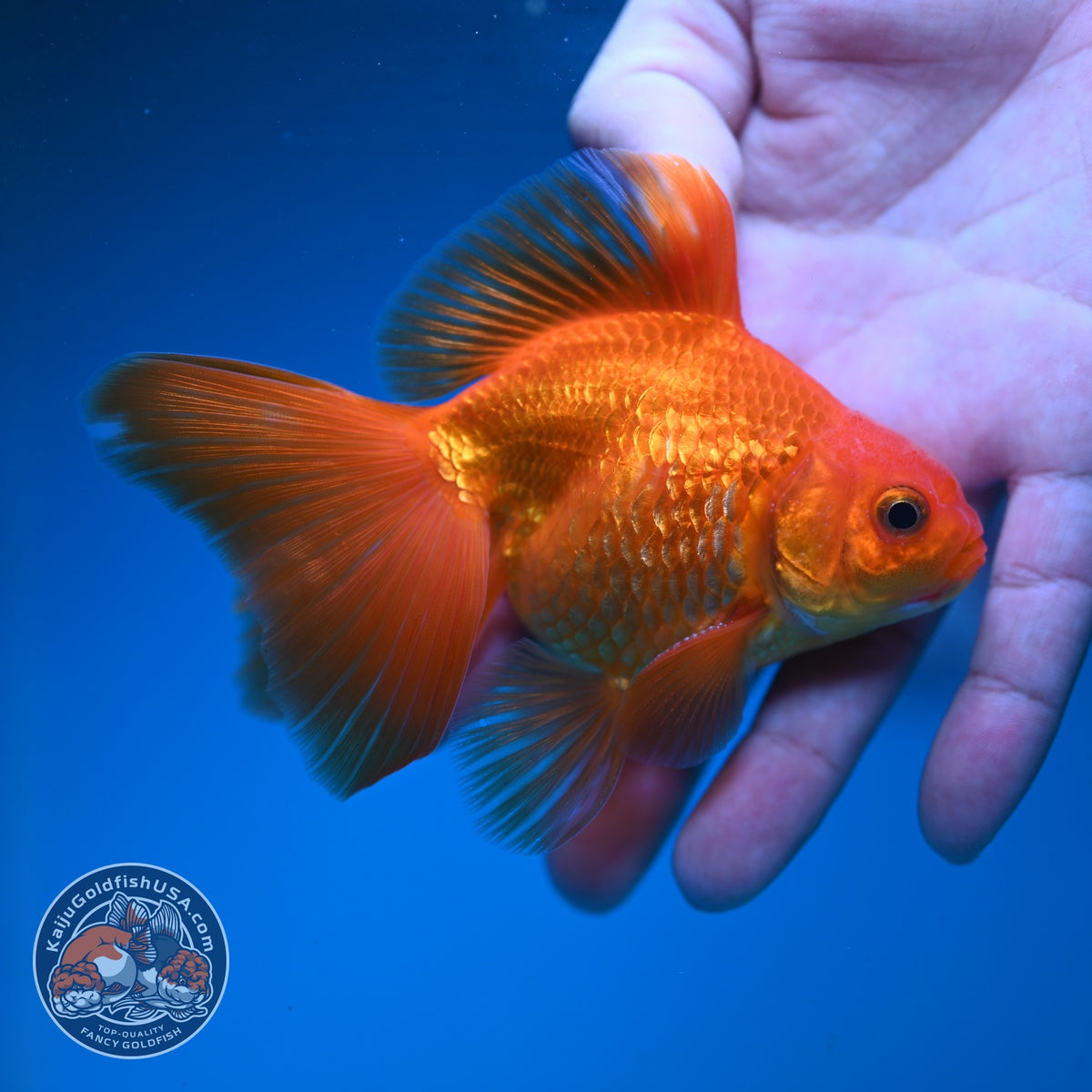 Classic Red Butterfly Tail Ryukin 3.5 inch Body (260904_RY03)