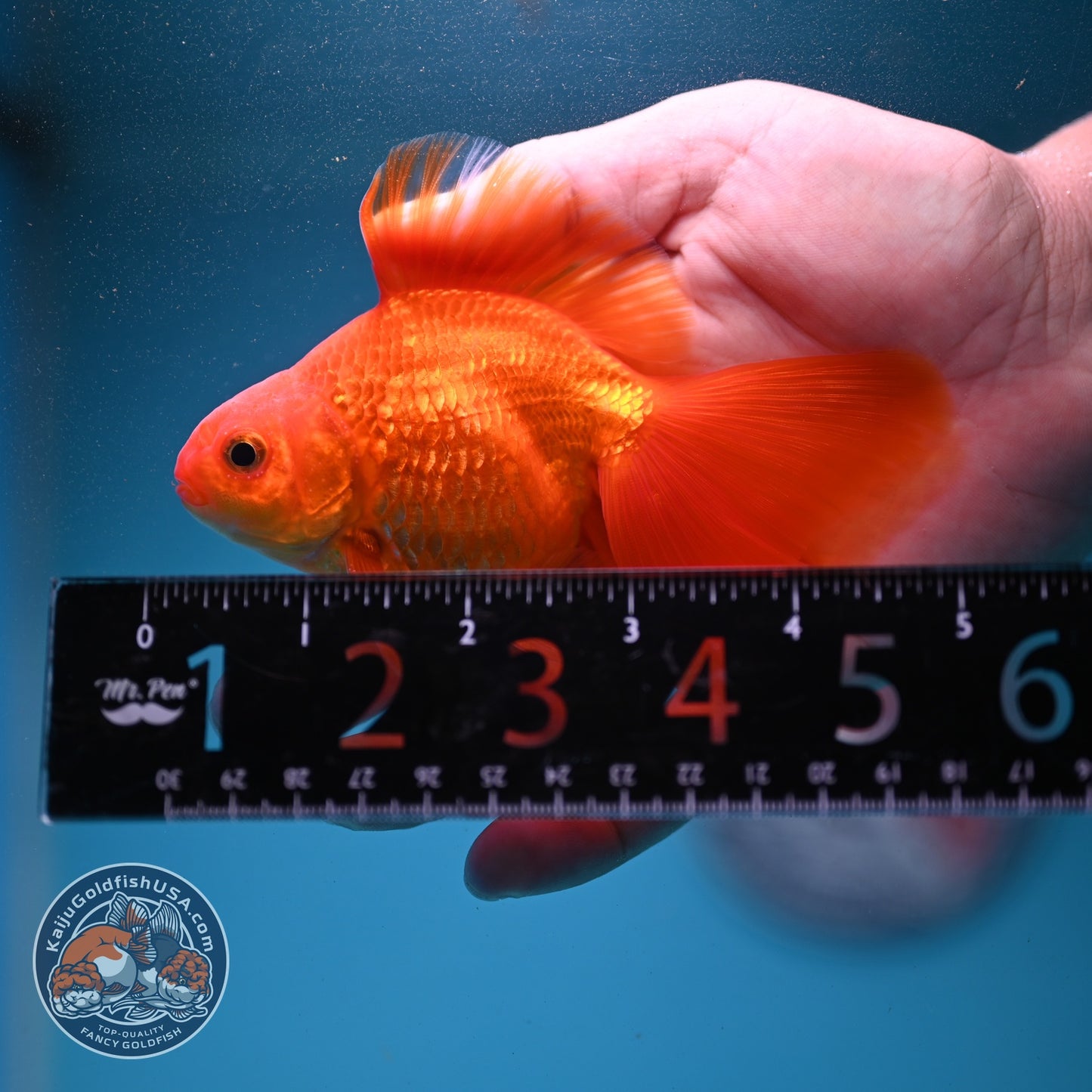 Classic Red Butterfly Tail Ryukin 3.5 inch Body (260904_RY03)