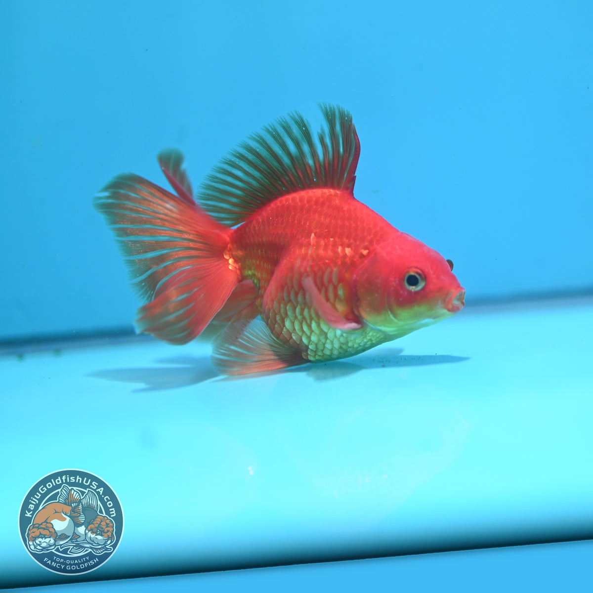 Classic Red Butterfly Tail Ryukin 3.5 inch Body (260904_RY03)