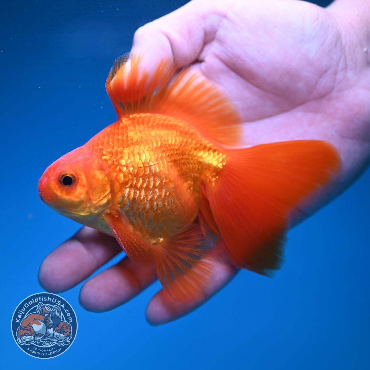 Classic Red Butterfly Tail Ryukin 3.5 inch Body (260904_RY03)