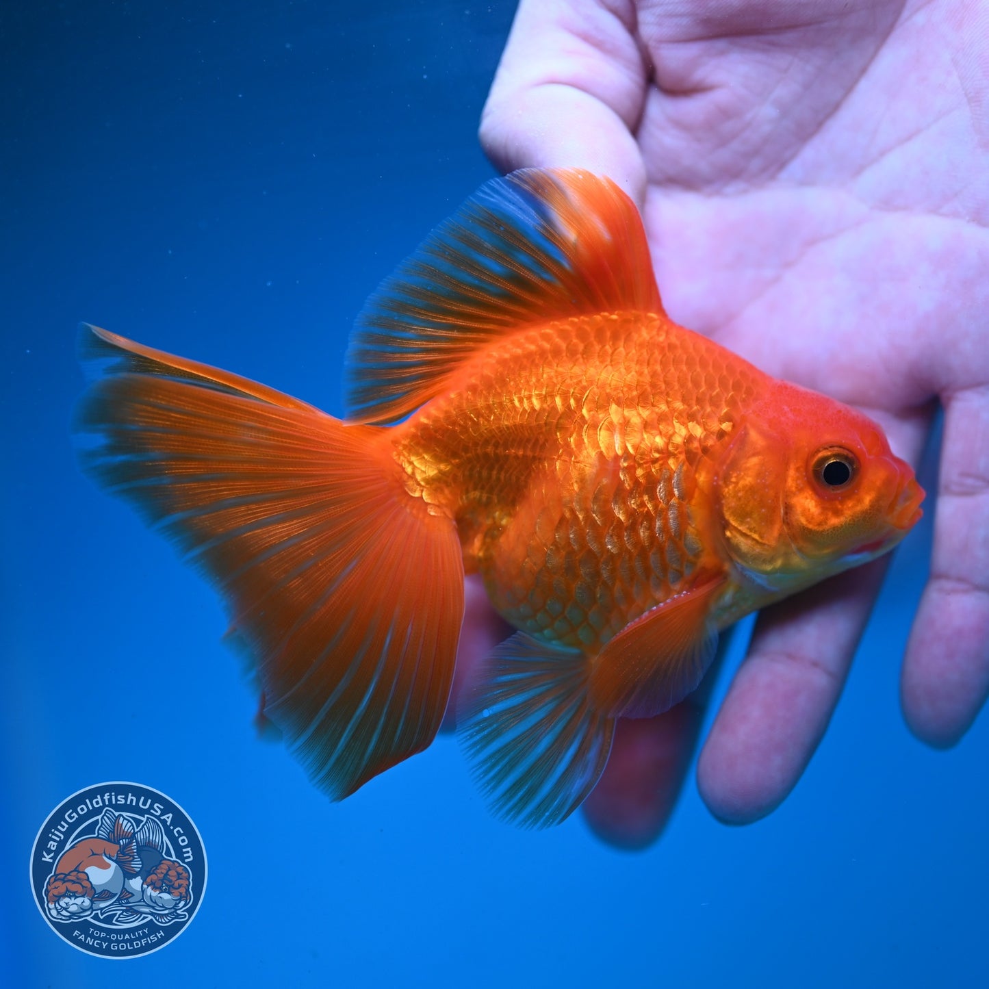 Classic Red Butterfly Tail Ryukin 3.5 inch Body (260904_RY03)