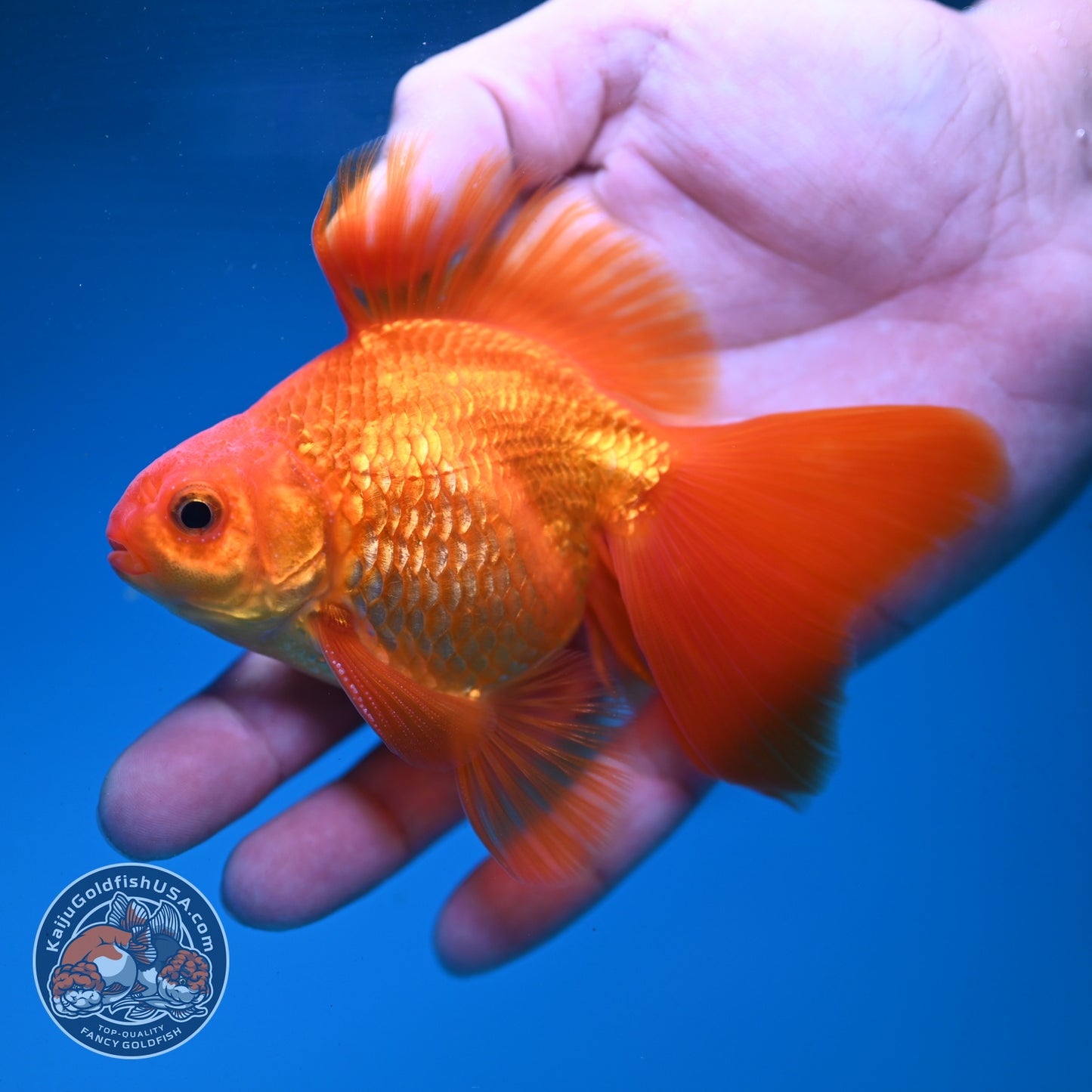 Classic Red Butterfly Tail Ryukin 3.5 inch Body (260904_RY03)