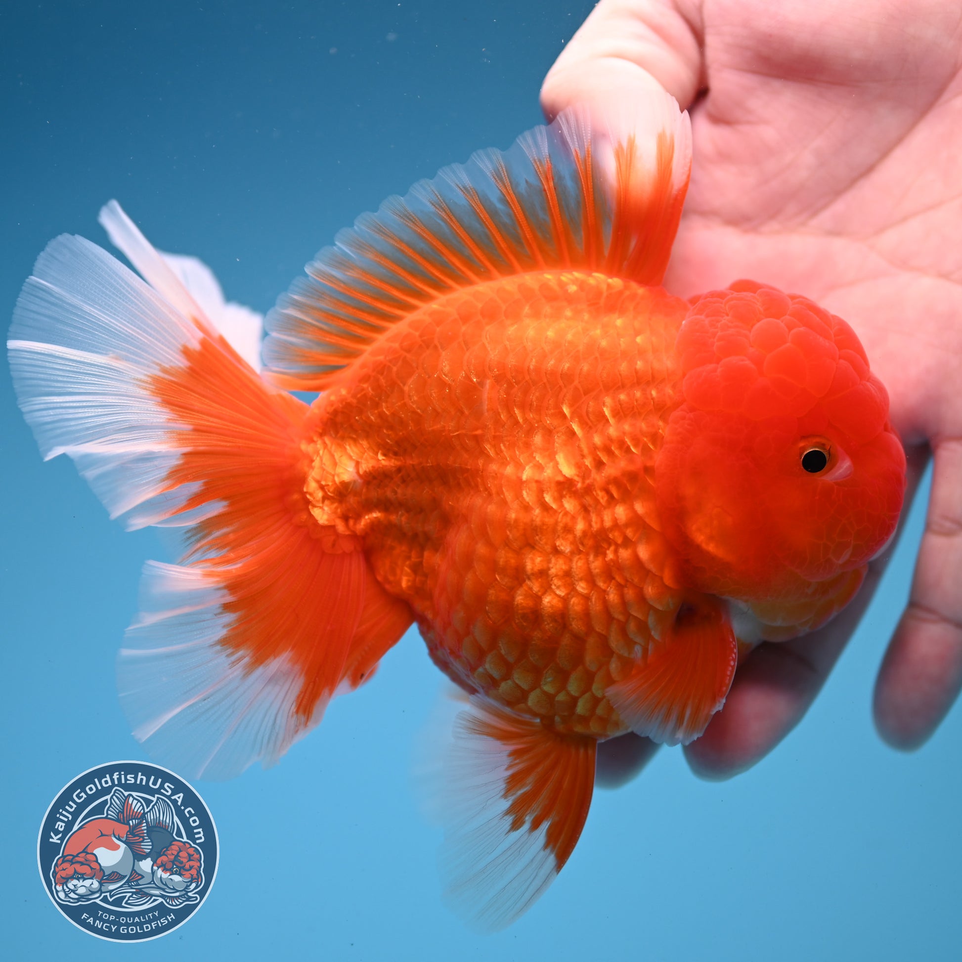Classic Red Oranda 4 inch Body (260306_OR08)