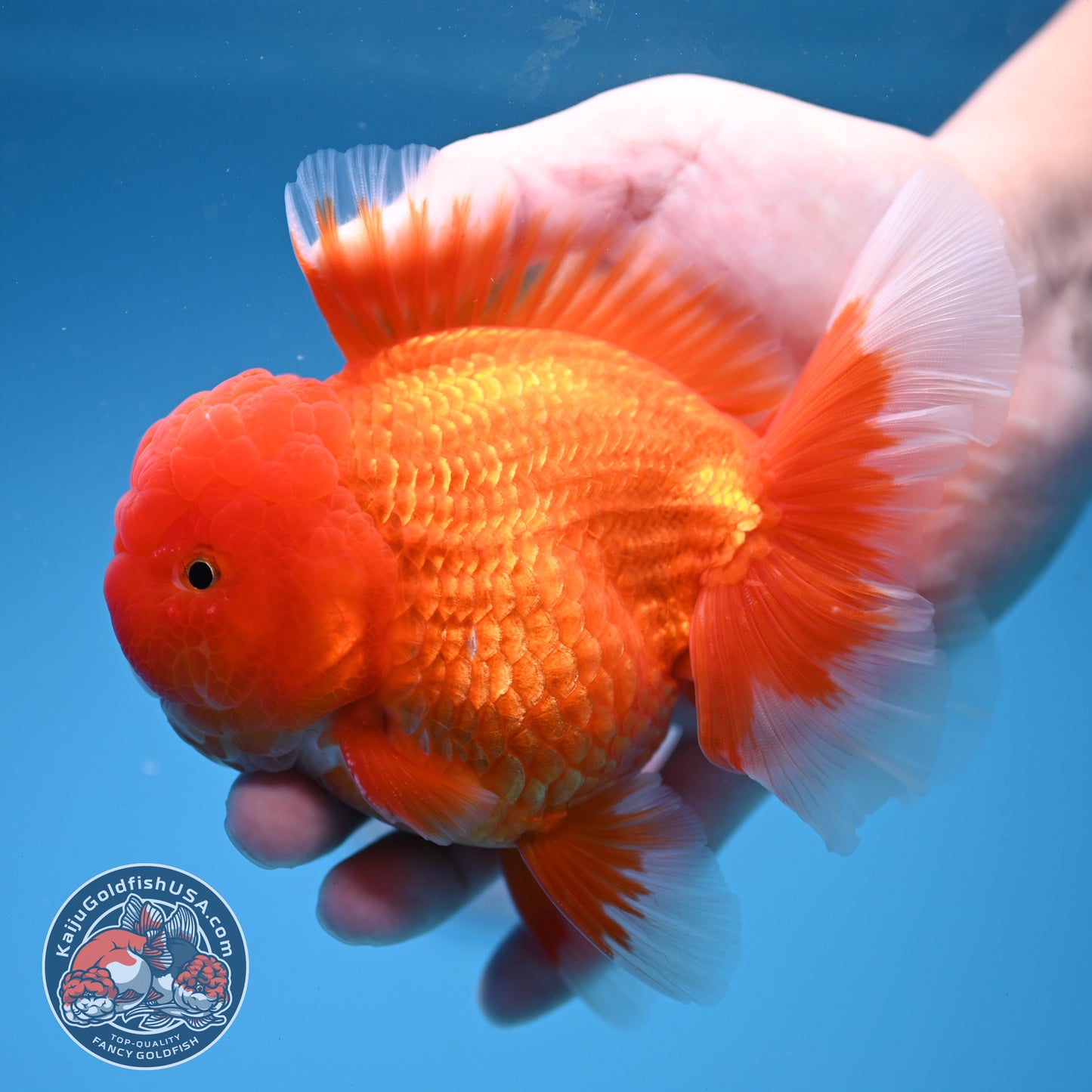 Classic Red Oranda 4 inch Body (260306_OR08)