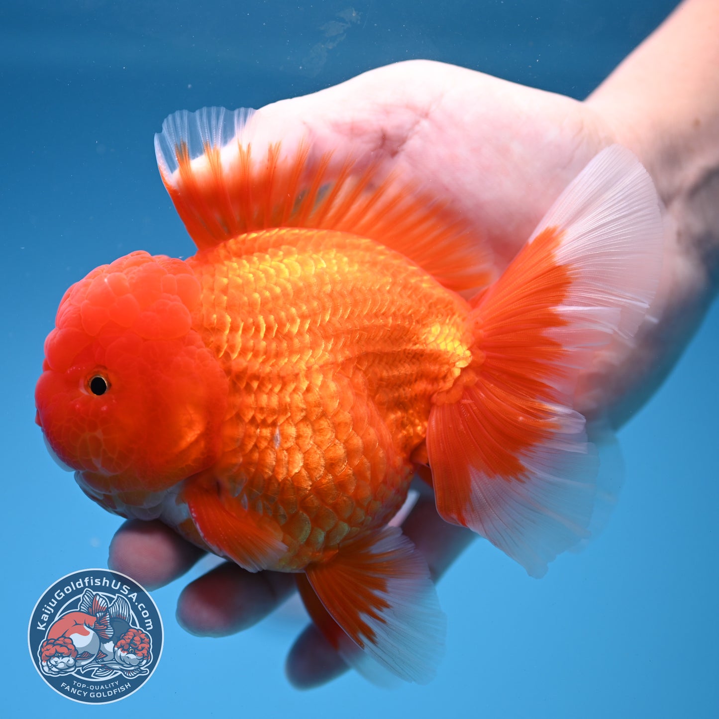Classic Red Oranda 4 inch Body (260306_OR08)