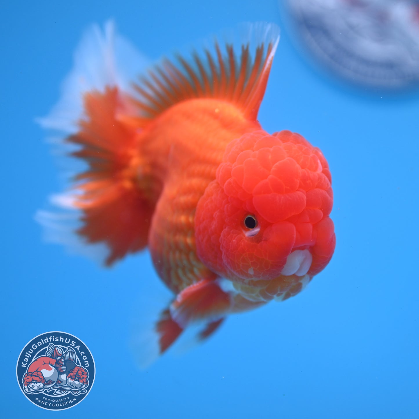 Classic Red Oranda 4 inch Body (260306_OR08)
