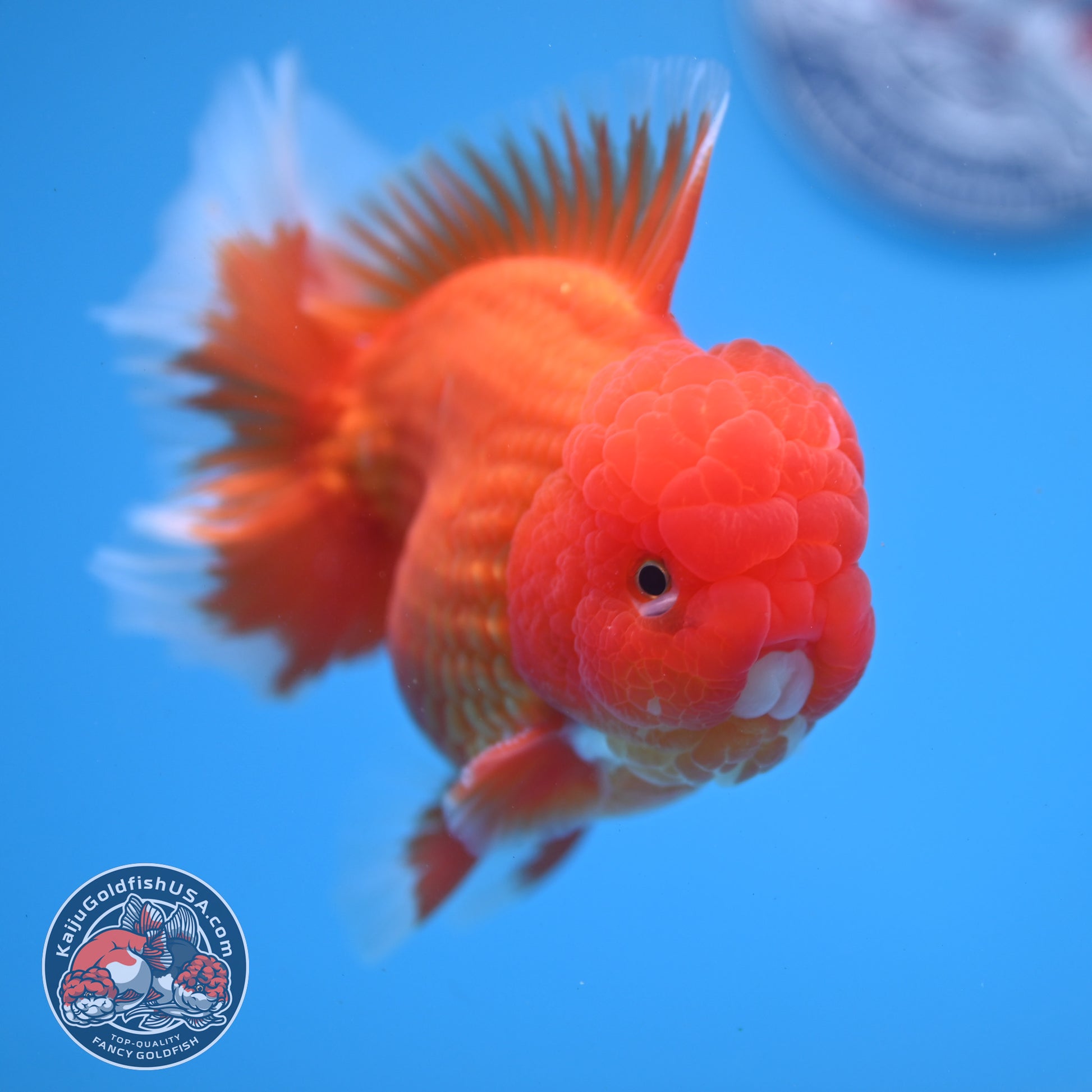 Classic Red Oranda 4 inch Body (260306_OR08)
