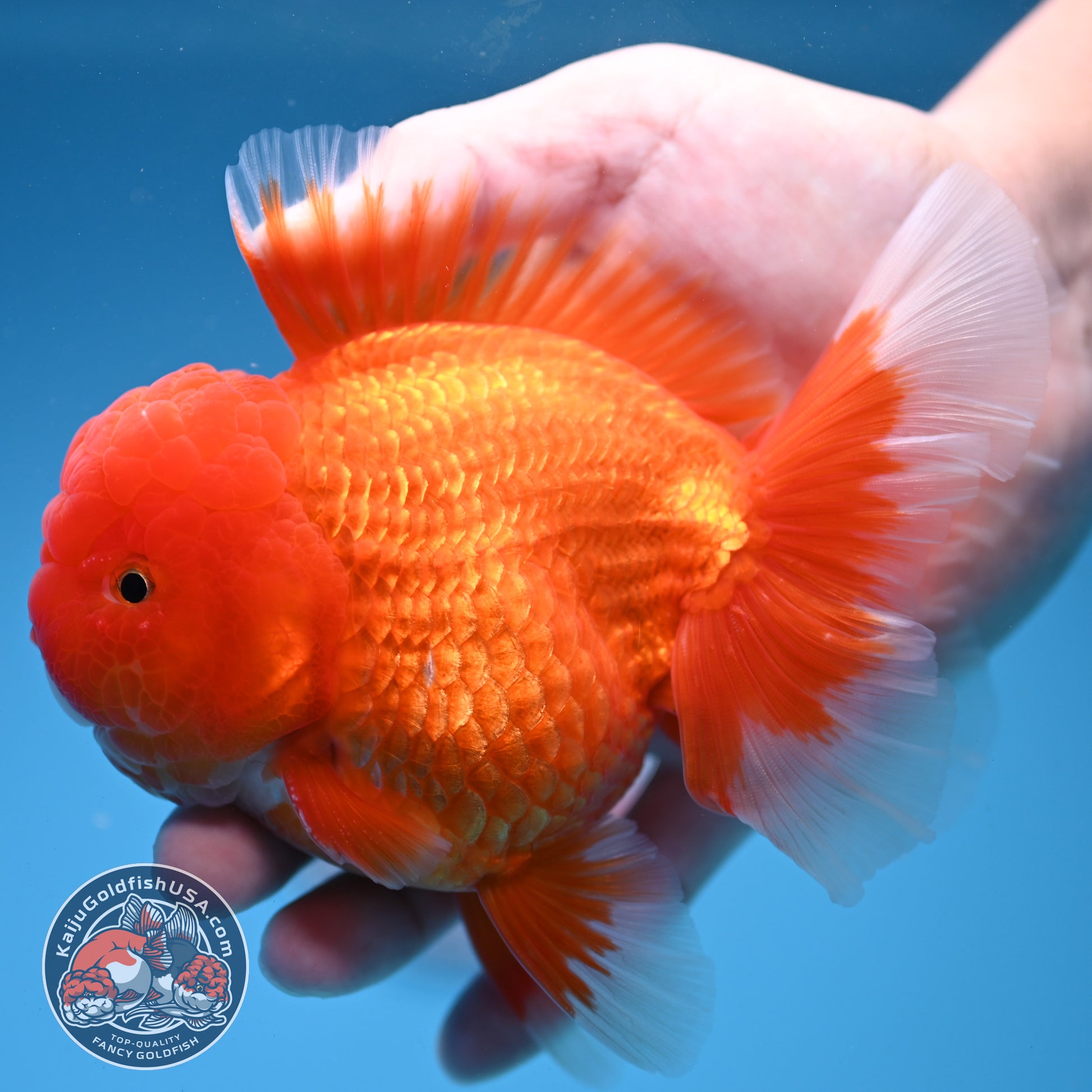 Classic Red Oranda 4 inch Body (260306_OR08)
