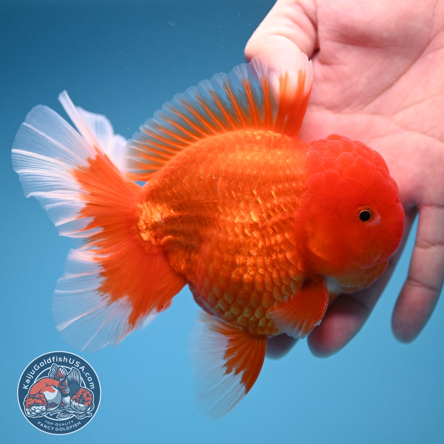 Classic Red Oranda 4 inch Body (260306_OR08)