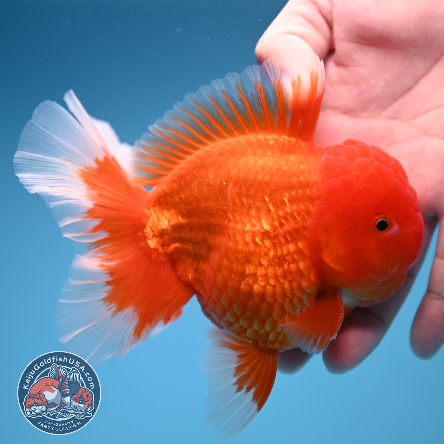 Classic Red Oranda 4 inch Body (260306_OR08)