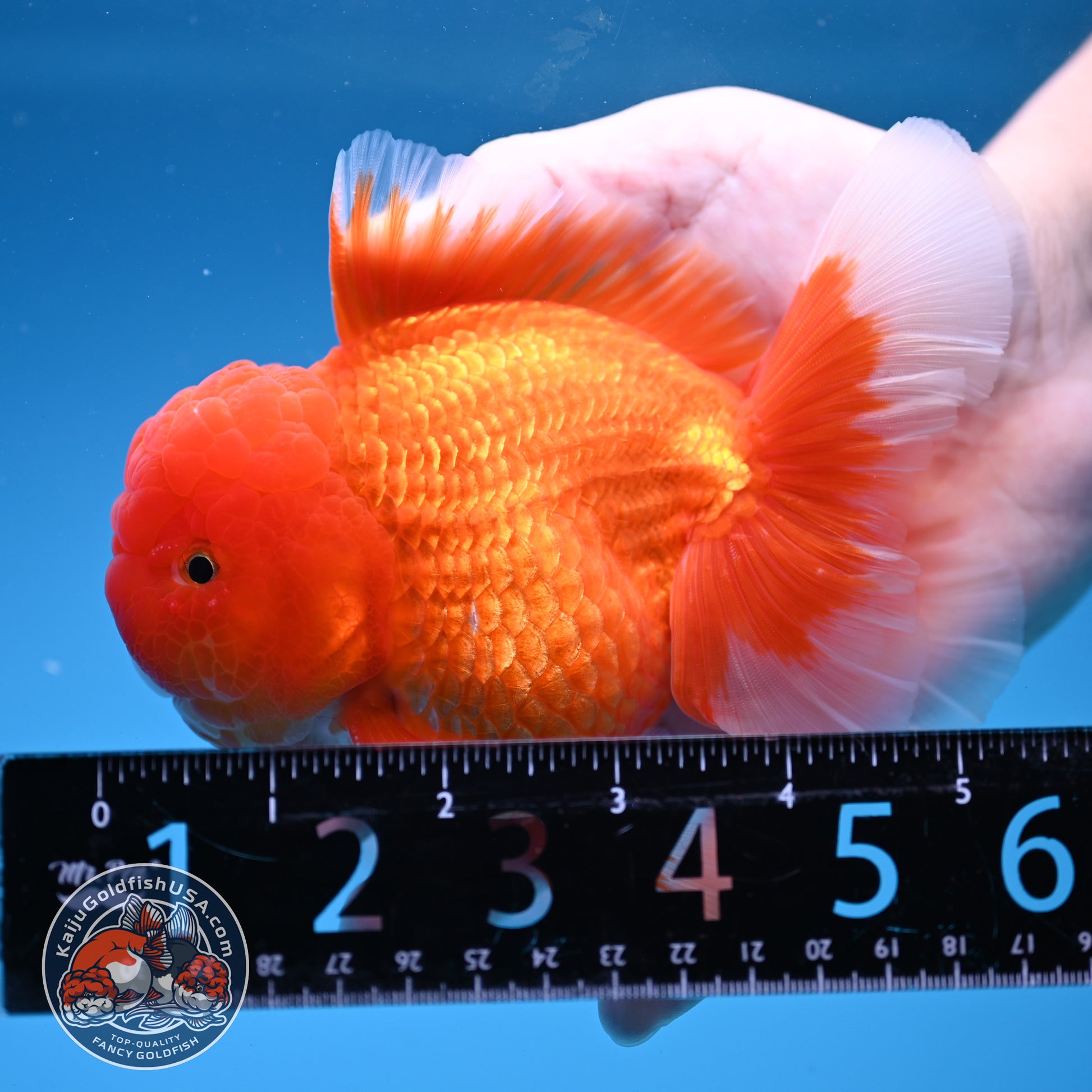 Classic Red Oranda 4 inch Body (260306_OR08)