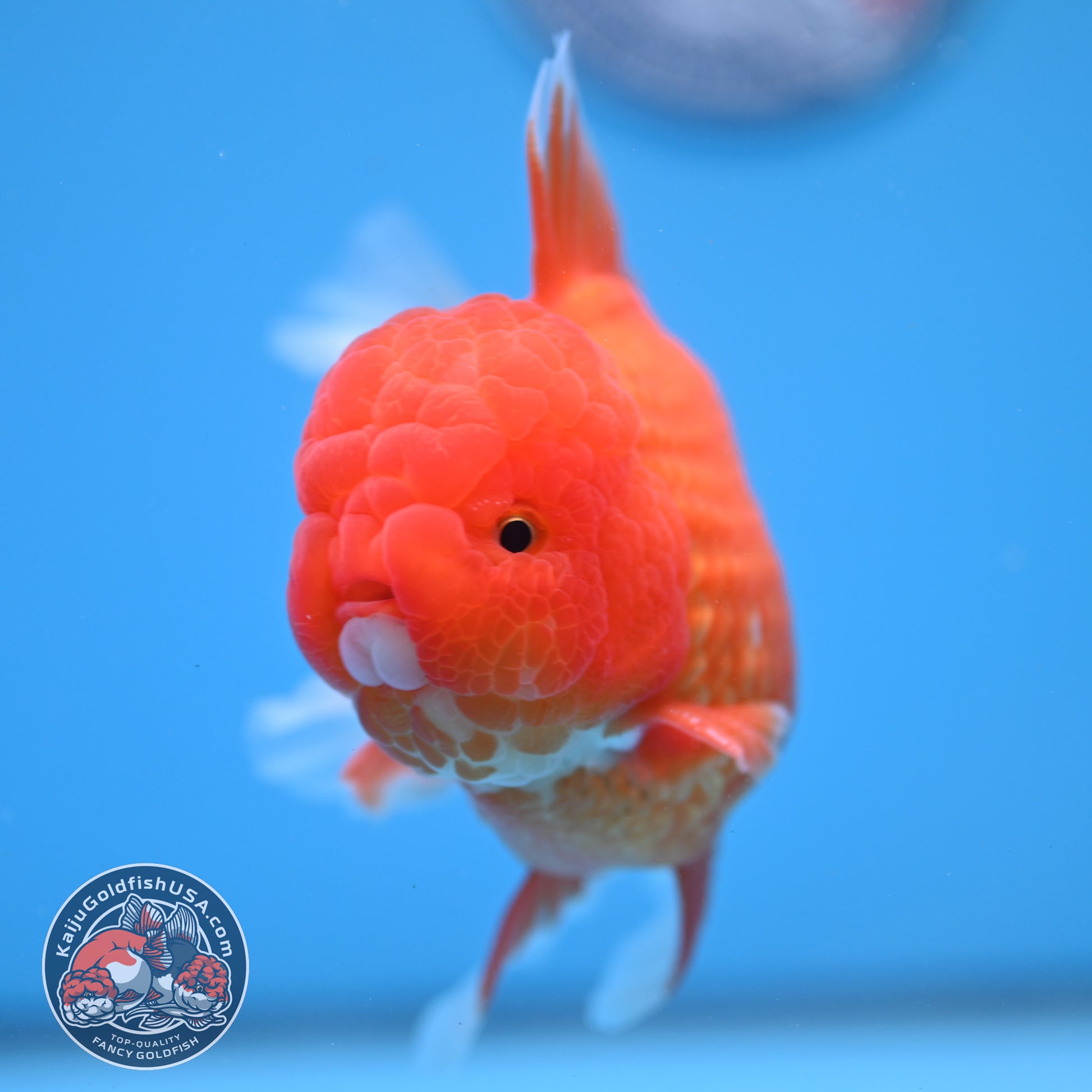 Classic Red Oranda 4 inch Body (260306_OR08)