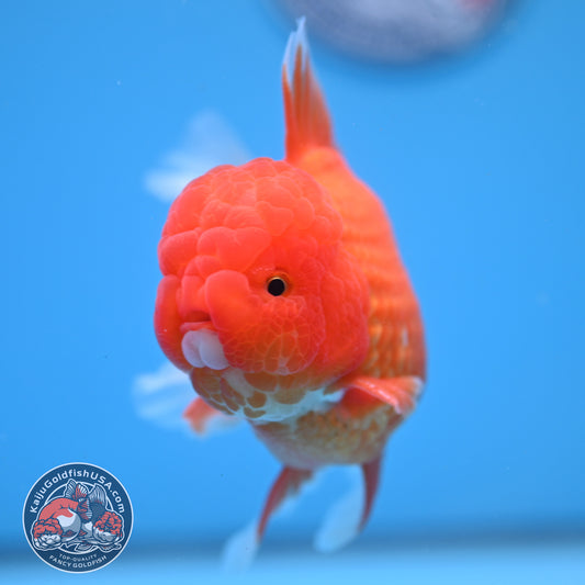 Classic Red Oranda 4 inch Body (260306_OR08)