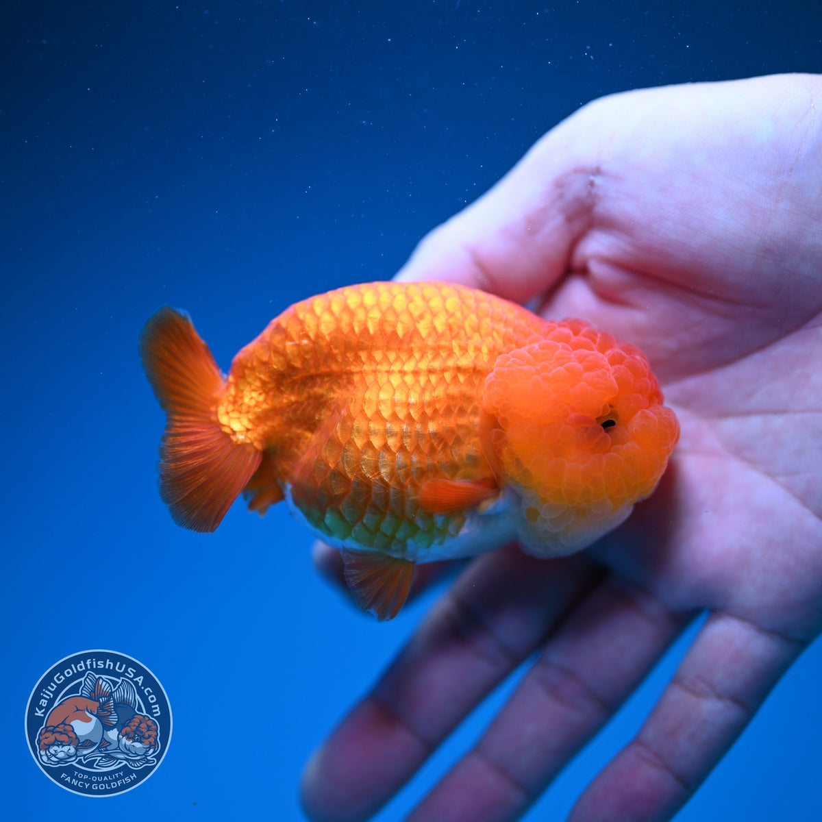 Classic Red Ranchu 3.5 inch Body (260925_RC02)