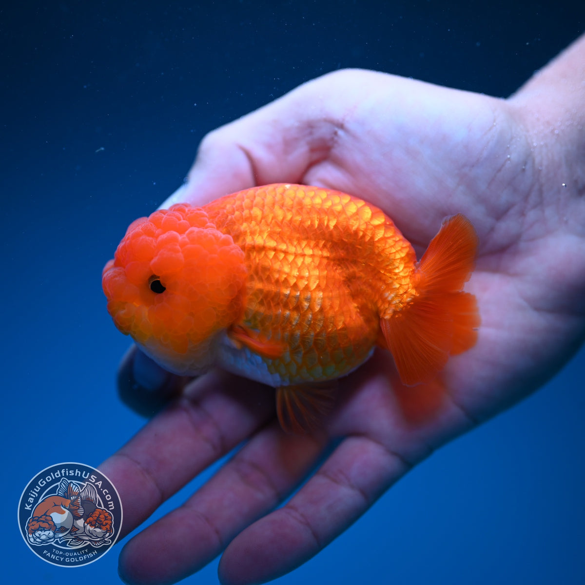 Classic Red Ranchu 3.5 inch Body (260925_RC02)