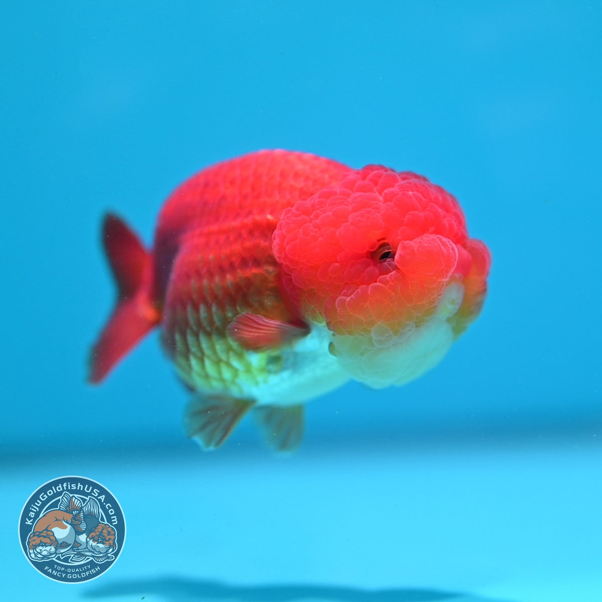 Classic Red Ranchu 3.5 inch Body (260925_RC02)