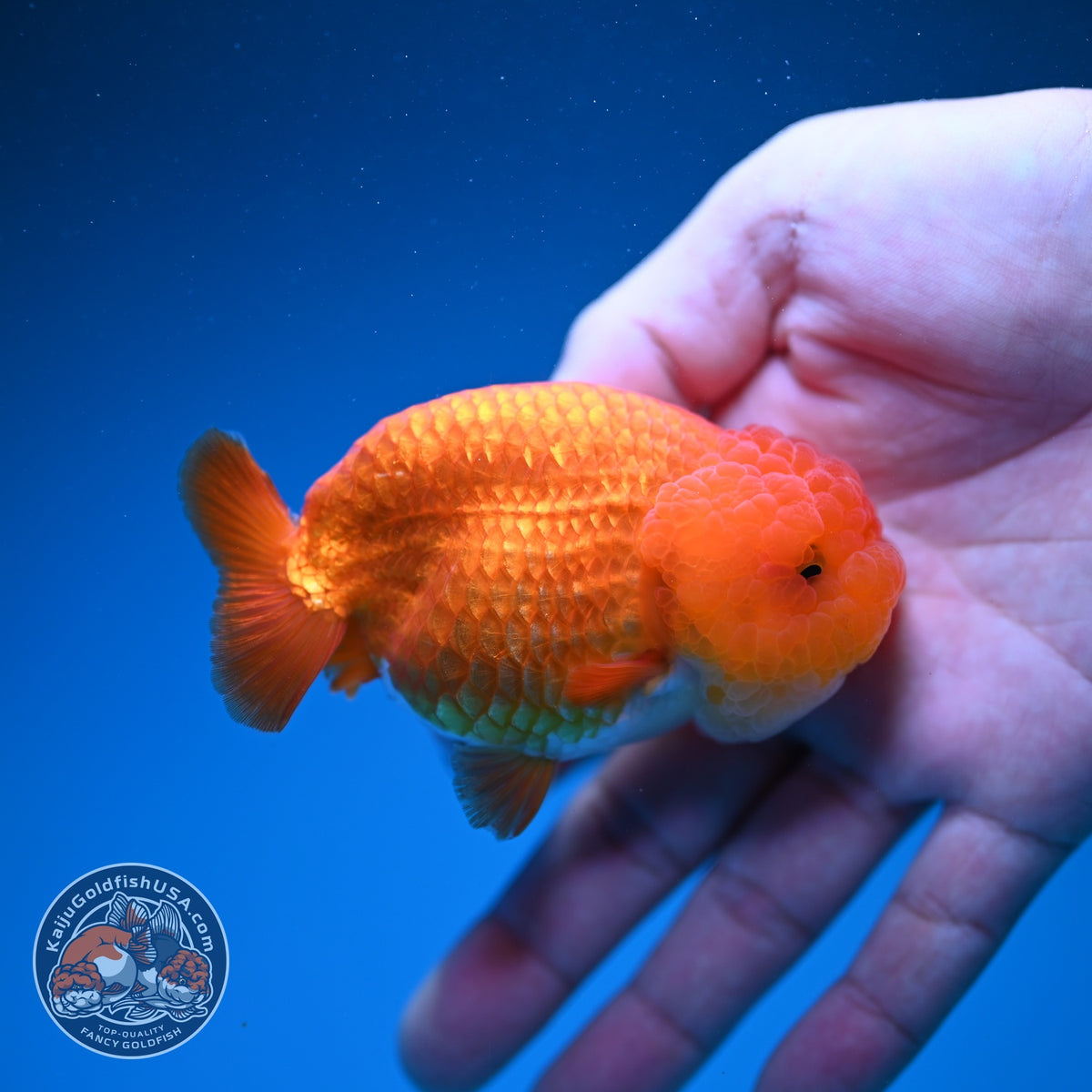 Classic Red Ranchu 3.5 inch Body (260925_RC02)
