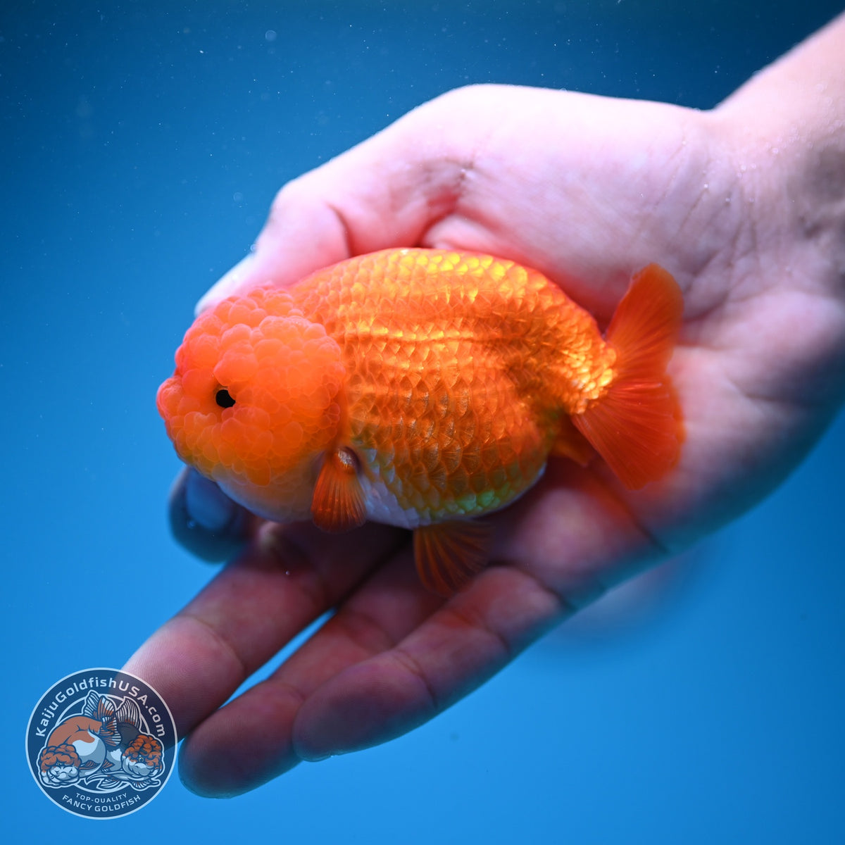Classic Red Ranchu 3.5 inch Body (260925_RC02)