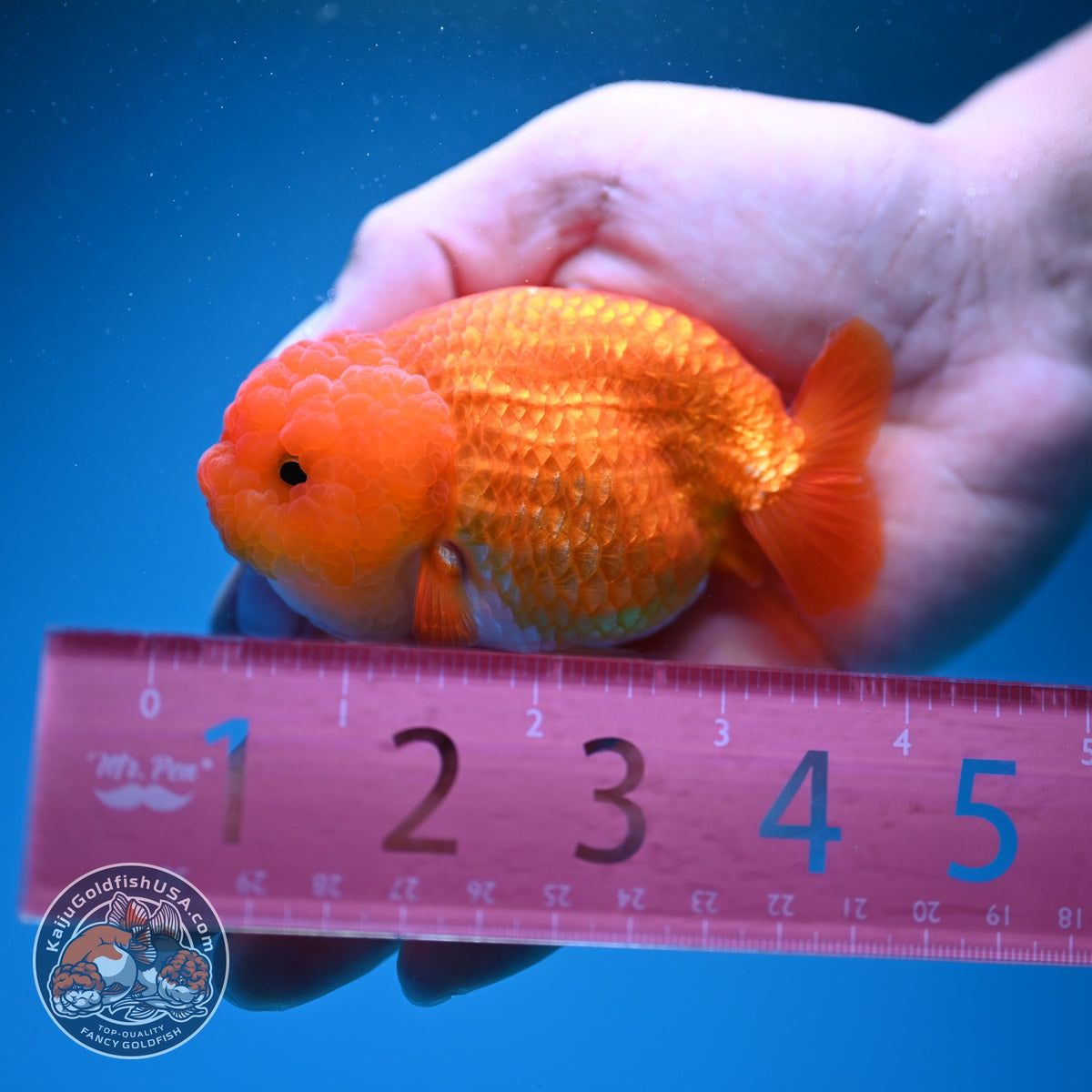 Classic Red Ranchu 3.5 inch Body (260925_RC02)