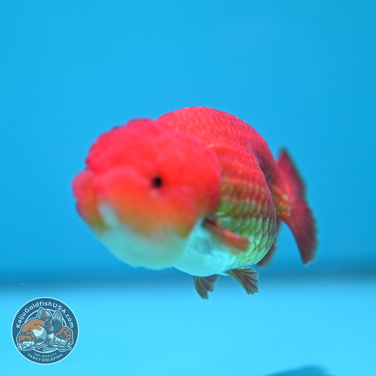 Classic Red Ranchu 3.5 inch Body (260925_RC02)