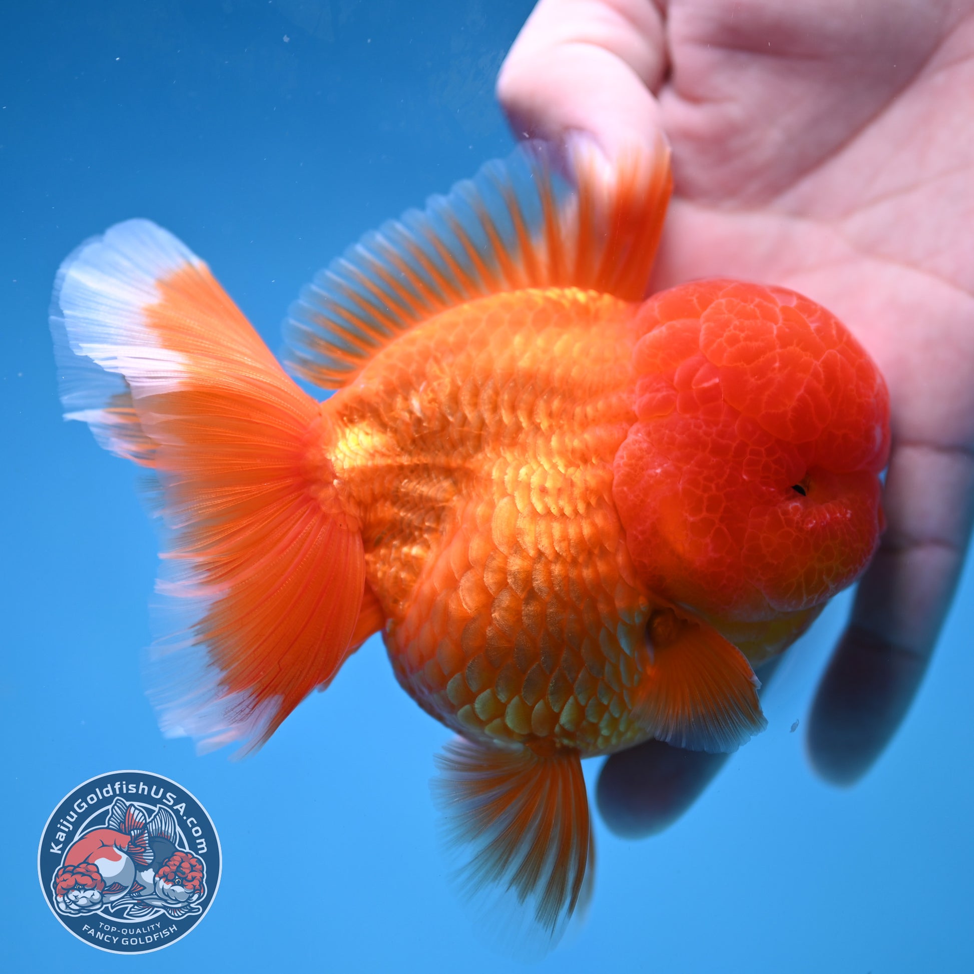 Classic Red Rose Tail Oranda 3.5 inch Body (260227_OR16)
