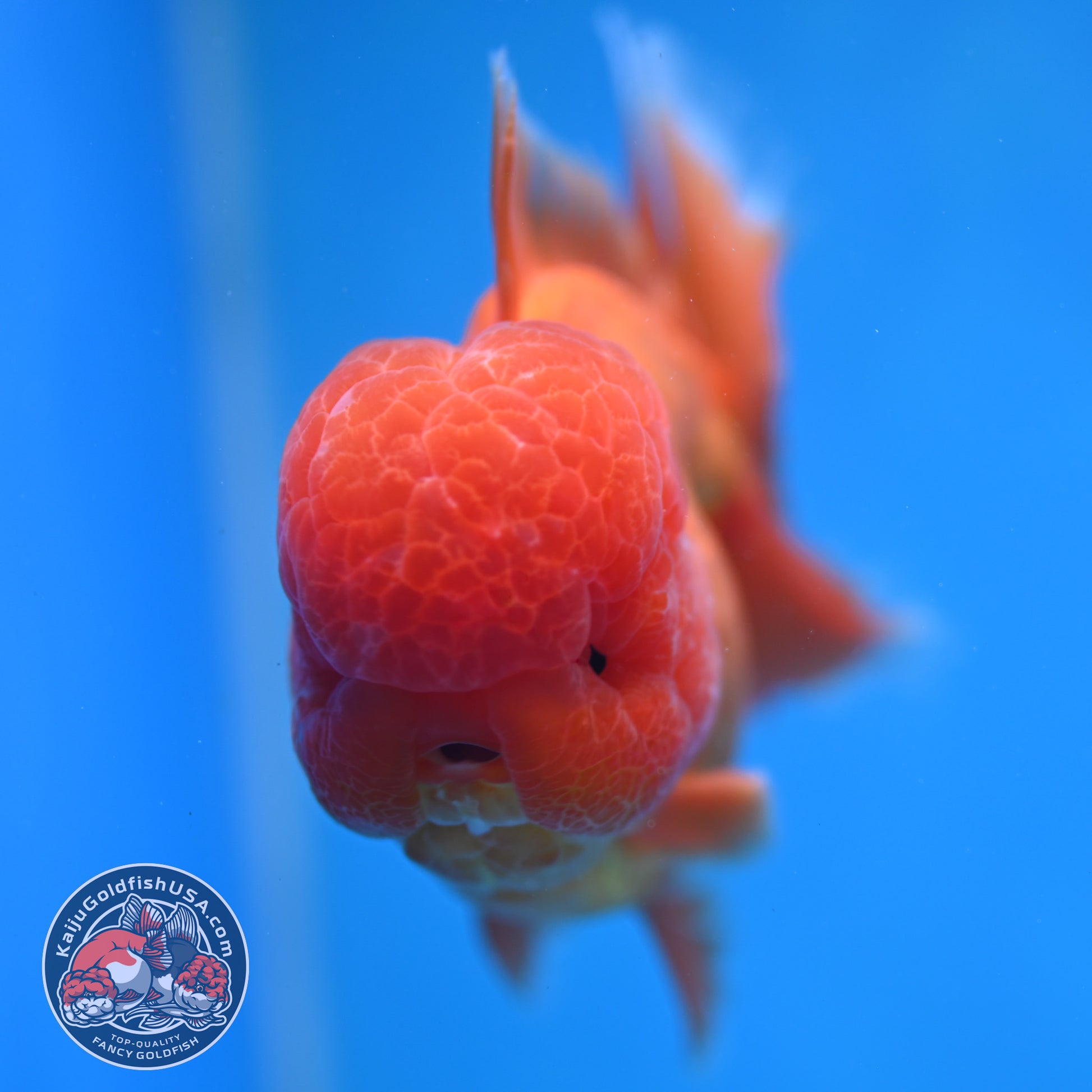 Classic Red Rose Tail Oranda 3.5 inch Body (260227_OR16)