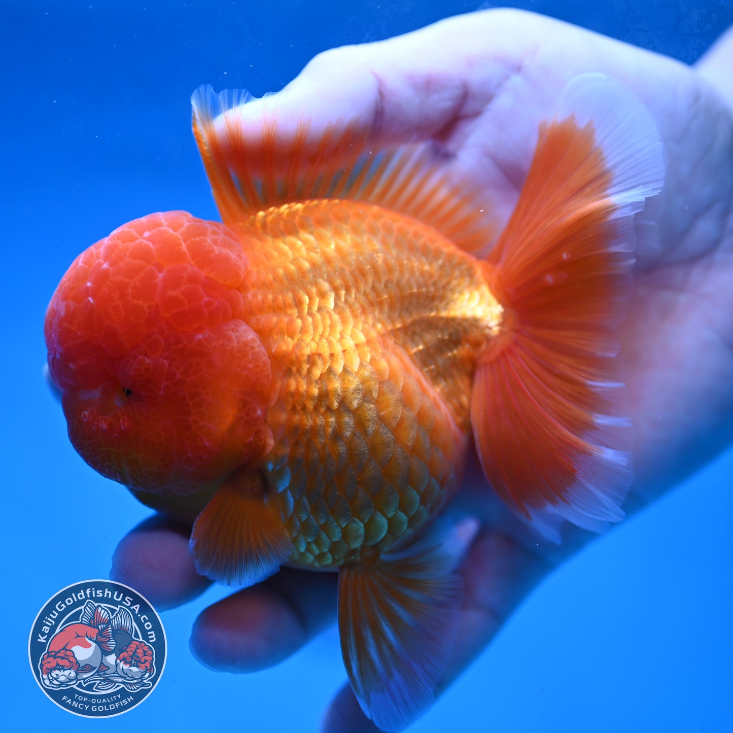Classic Red Rose Tail Oranda 3.5 inch Body (260227_OR16)