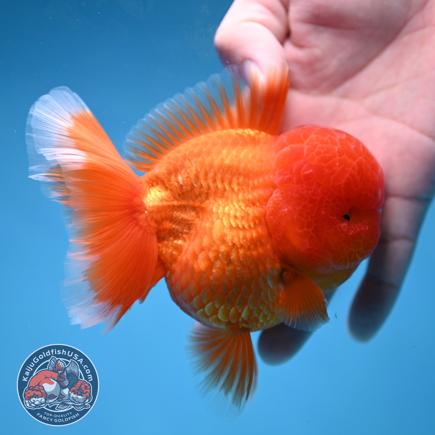 Classic Red Rose Tail Oranda 3.5 inch Body (260227_OR16)