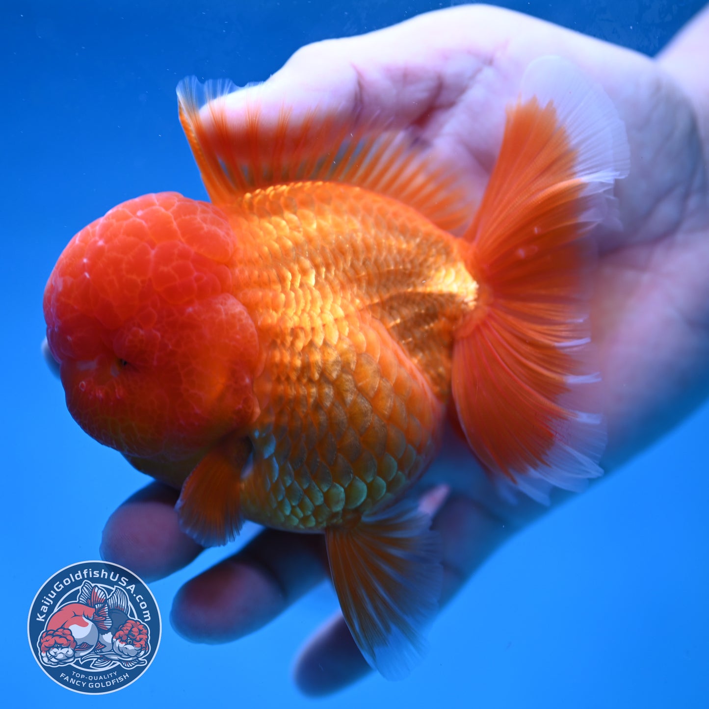 Classic Red Rose Tail Oranda 3.5 inch Body (260227_OR16)