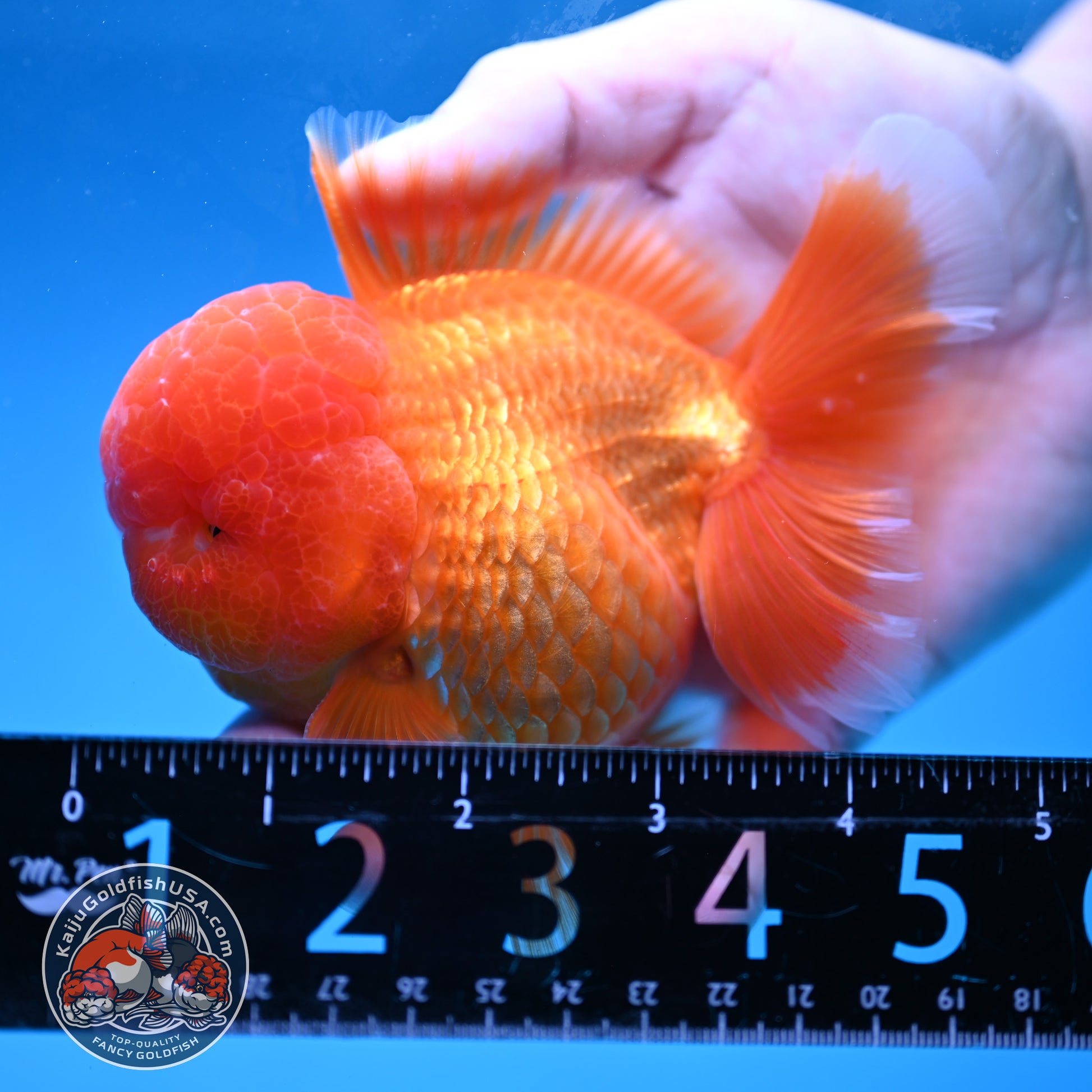 Classic Red Rose Tail Oranda 3.5 inch Body (260227_OR16)