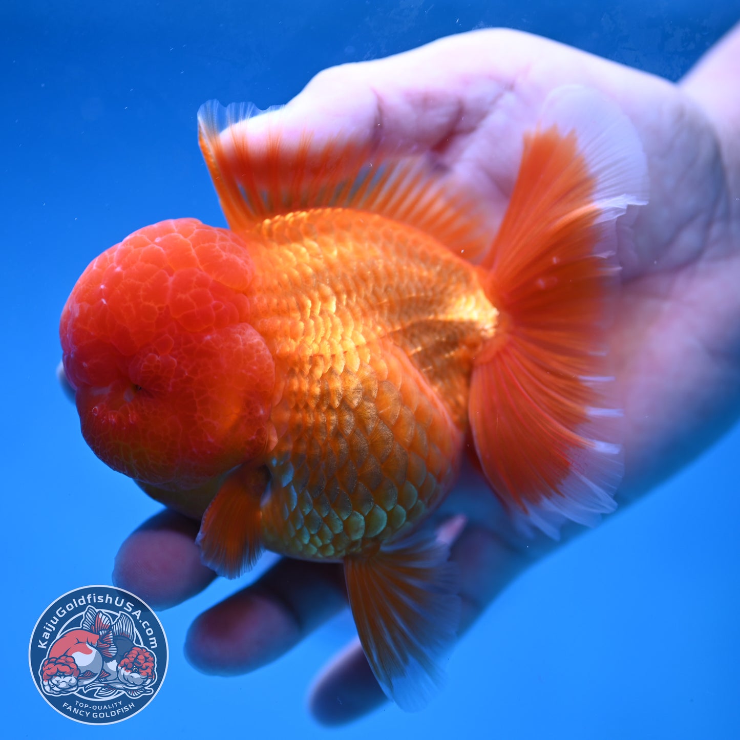 Classic Red Rose Tail Oranda 3.5 inch Body (260227_OR16)