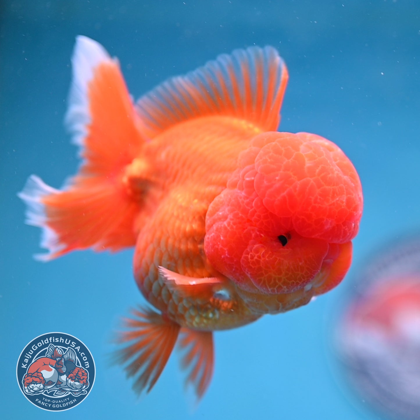 Classic Red Rose Tail Oranda 3.5 inch Body (260227_OR16)