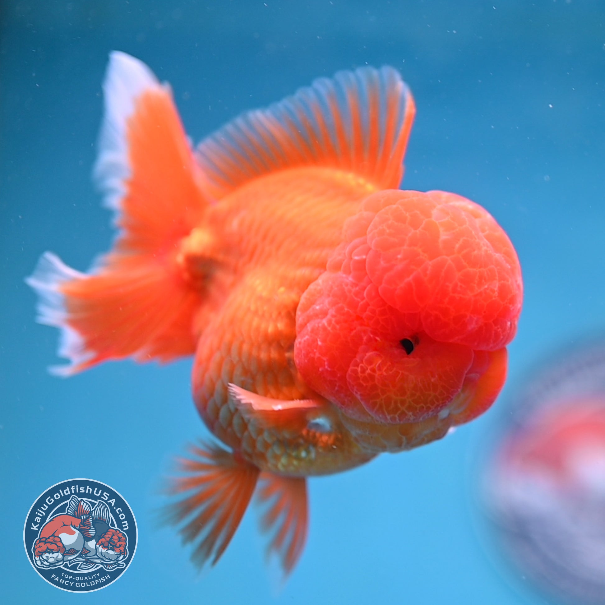 Classic Red Rose Tail Oranda 3.5 inch Body (260227_OR16)