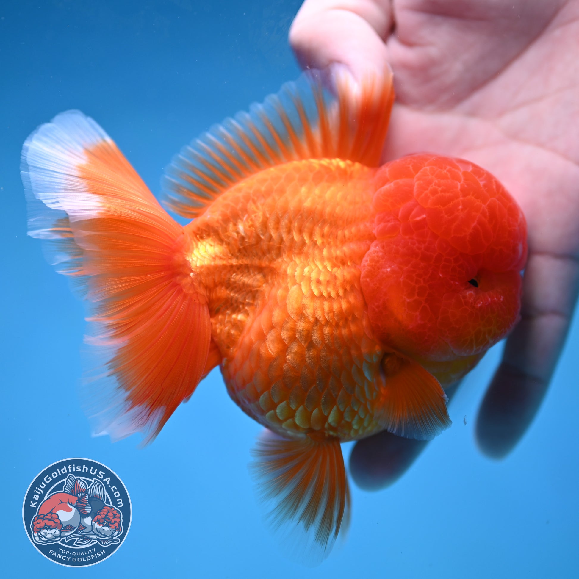 Classic Red Rose Tail Oranda 3.5 inch Body (260227_OR16)
