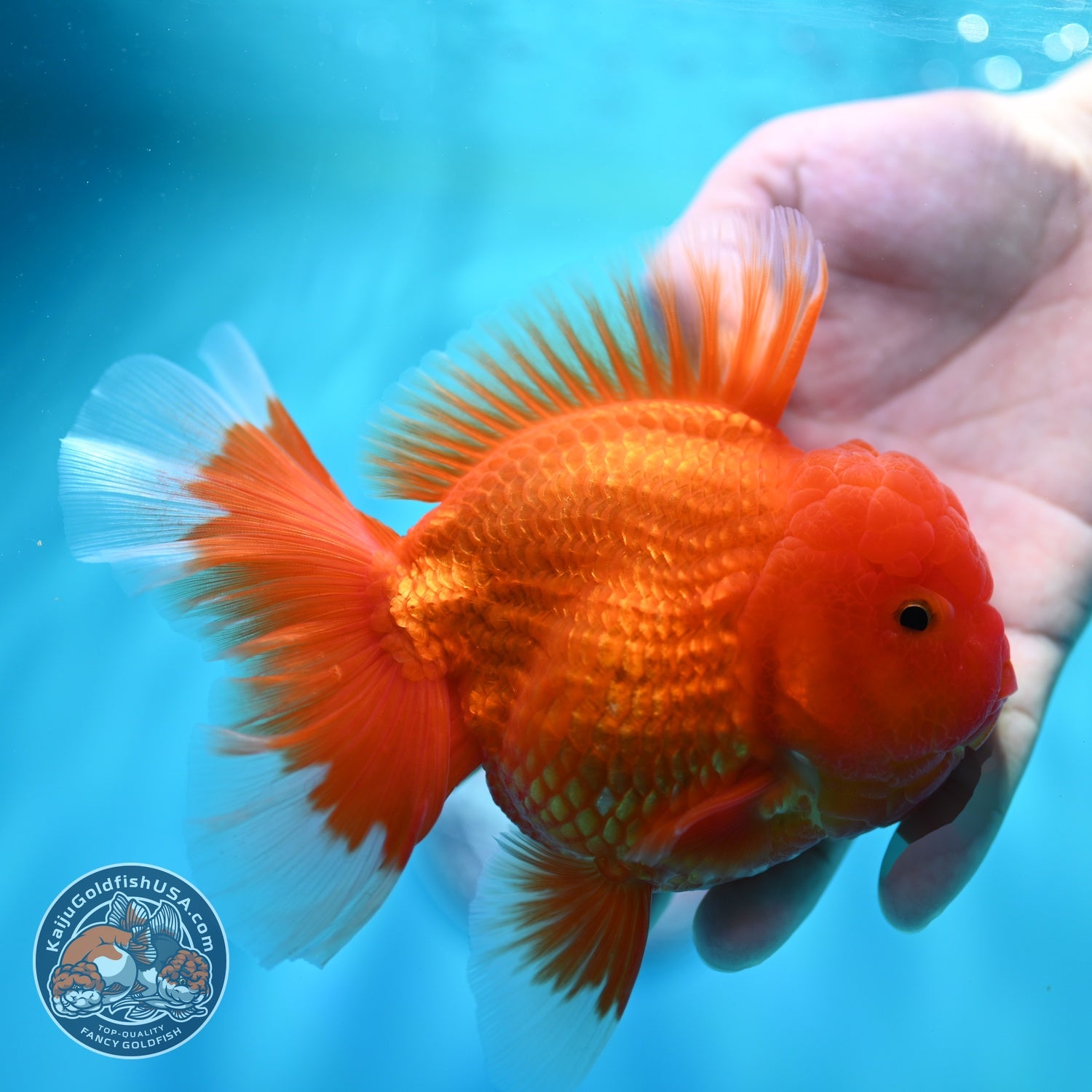 Classic Red Rose Tail Oranda 4 inch Body (260529_OR03)