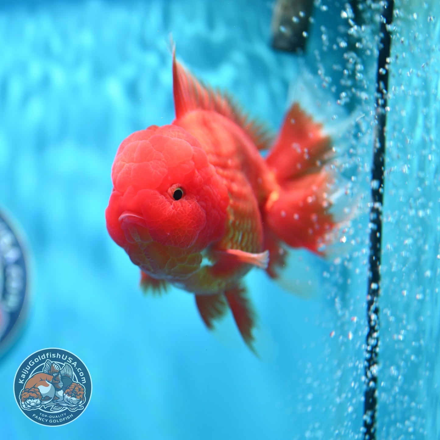 Classic Red Rose Tail Oranda 4 inch Body (260529_OR03)