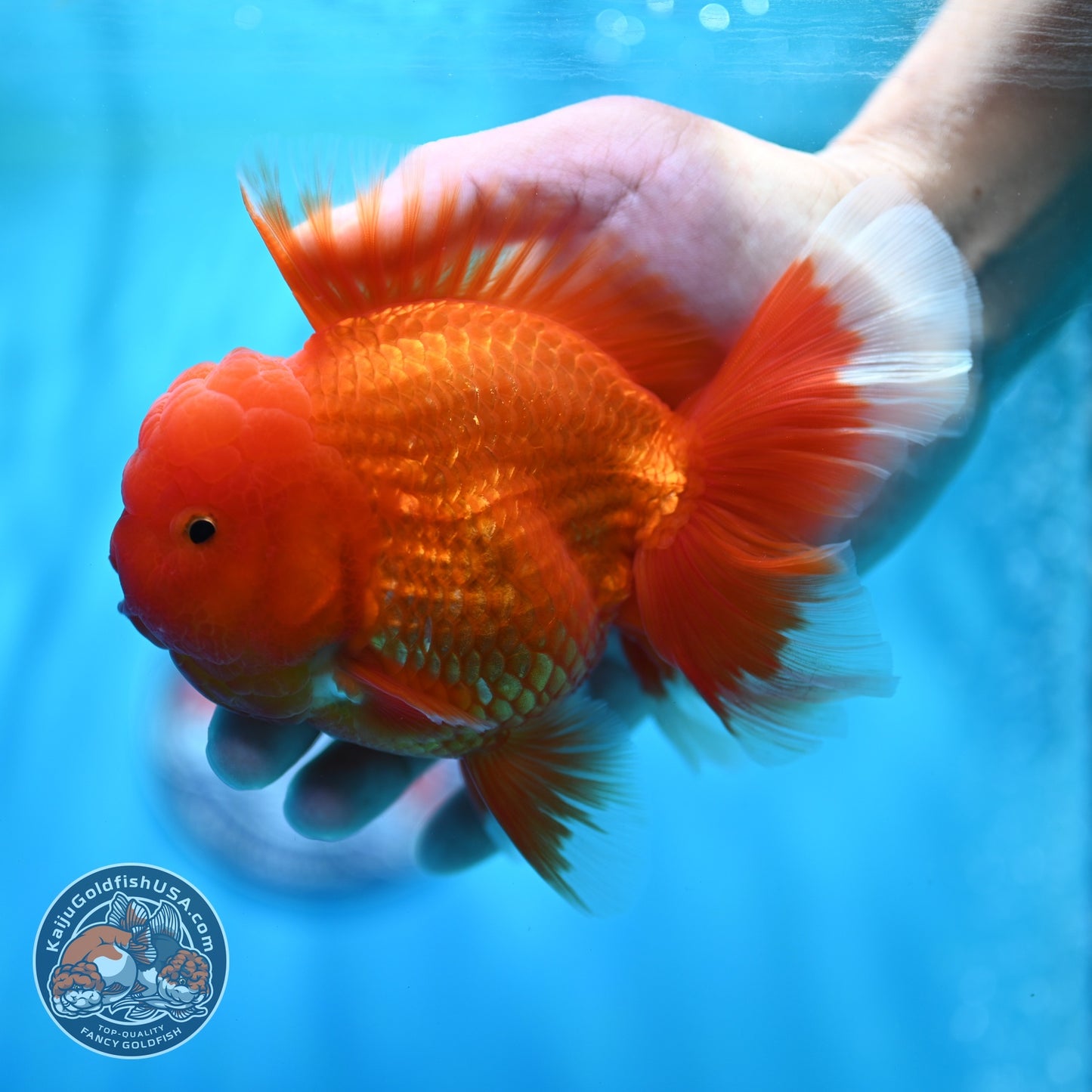 Classic Red Rose Tail Oranda 4 inch Body (260529_OR03)