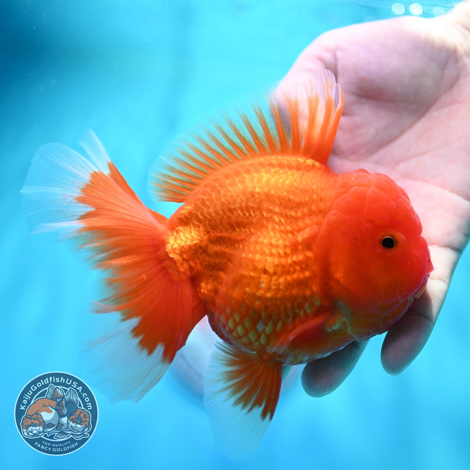 Classic Red Rose Tail Oranda 4 inch Body (260529_OR03)