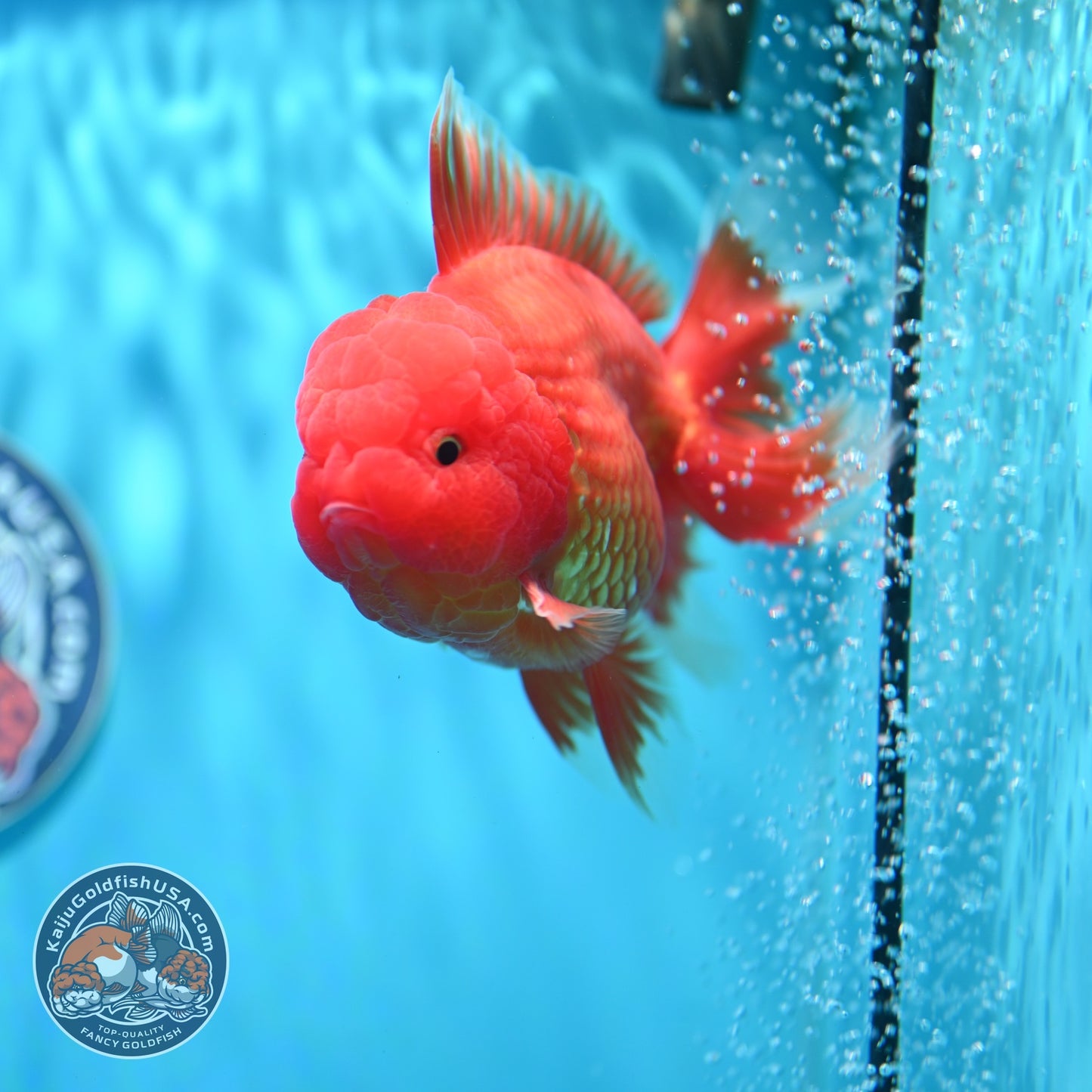 Classic Red Rose Tail Oranda 4 inch Body (260529_OR03)