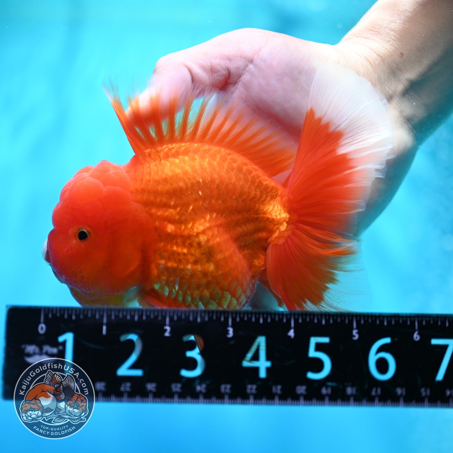 Classic Red Rose Tail Oranda 4 inch Body (260529_OR03)