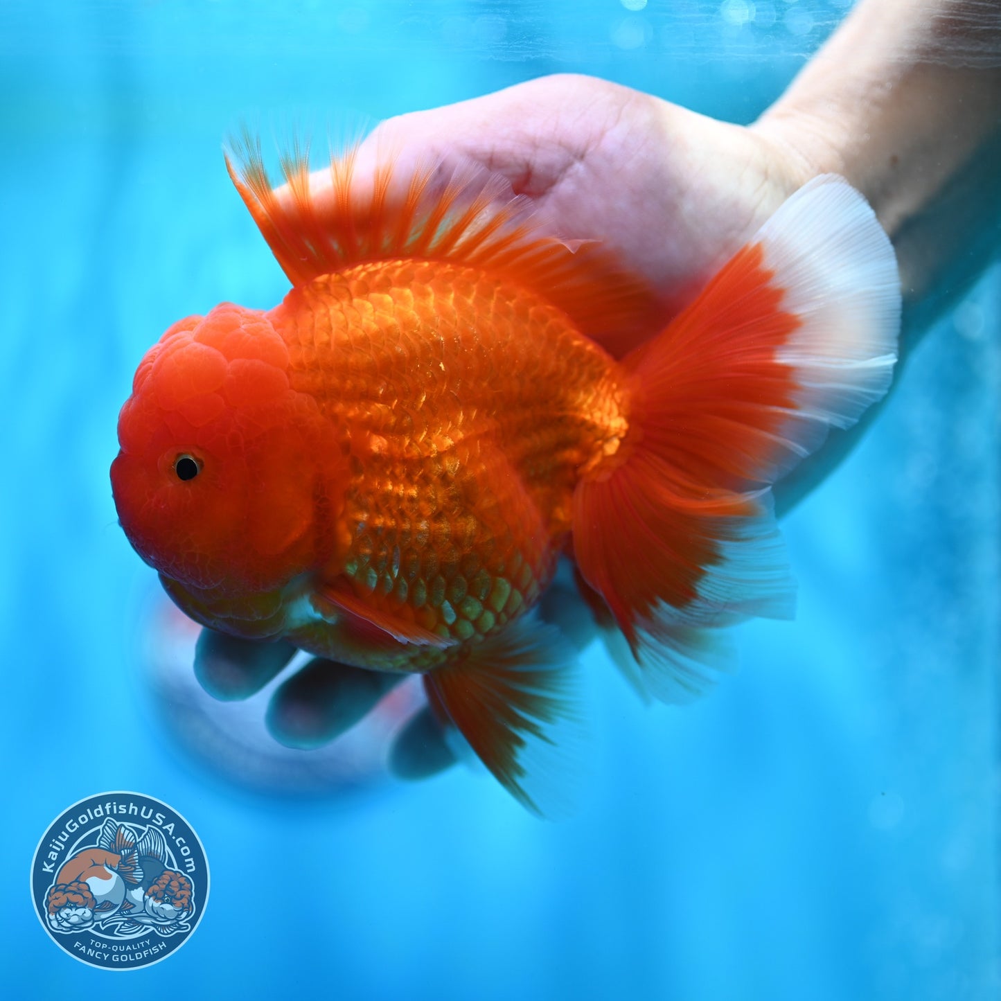 Classic Red Rose Tail Oranda 4 inch Body (260529_OR03)