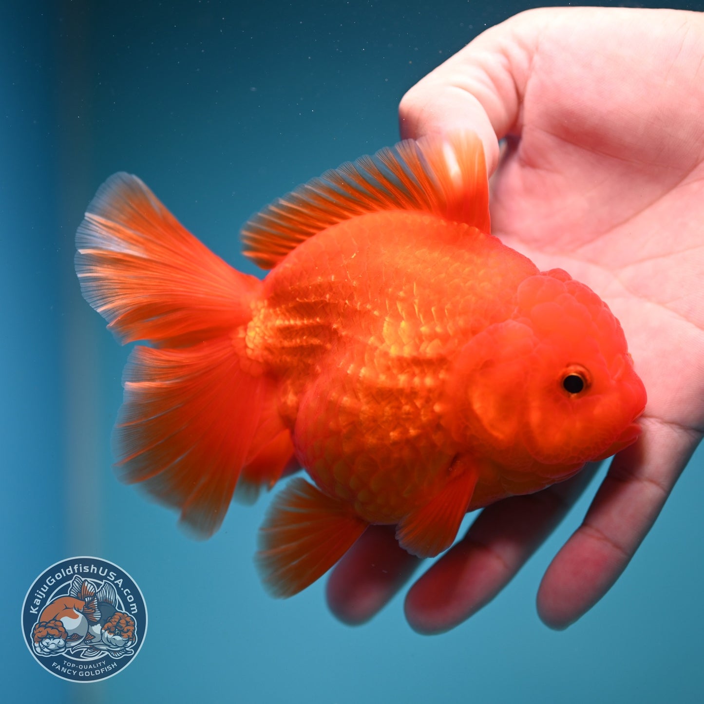 Classic Red Rose Tail Oranda 4 inch Body (260828_OR26)