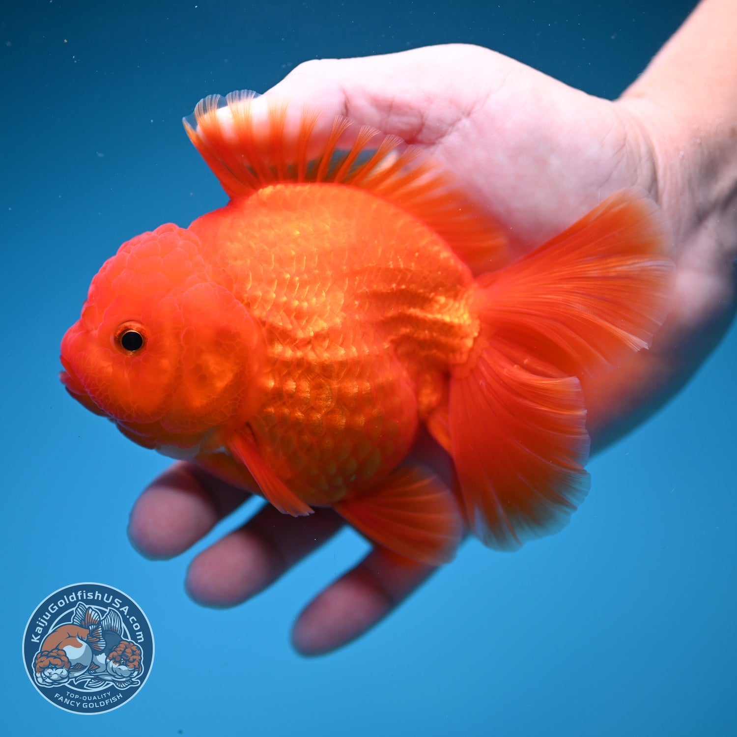 Classic Red Rose Tail Oranda 4 inch Body (260828_OR26)