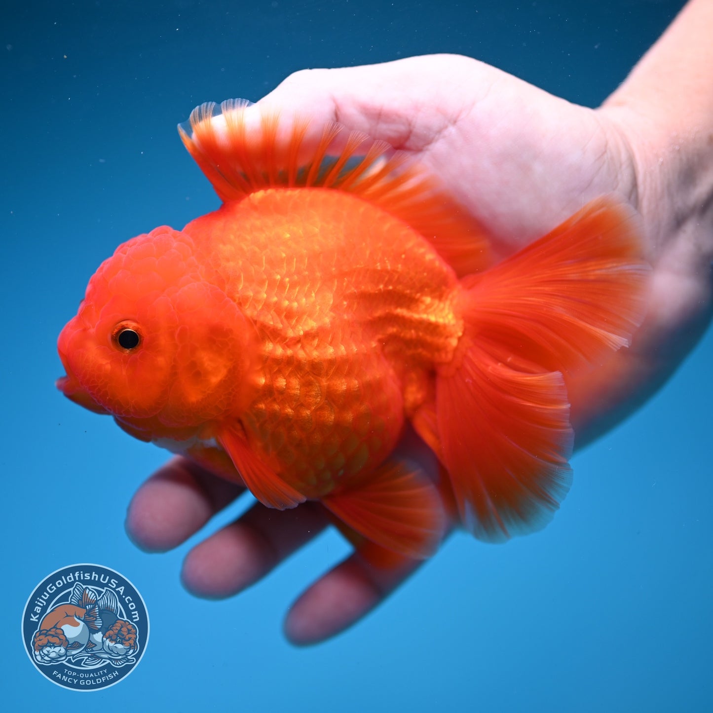 Classic Red Rose Tail Oranda 4 inch Body (260828_OR26)