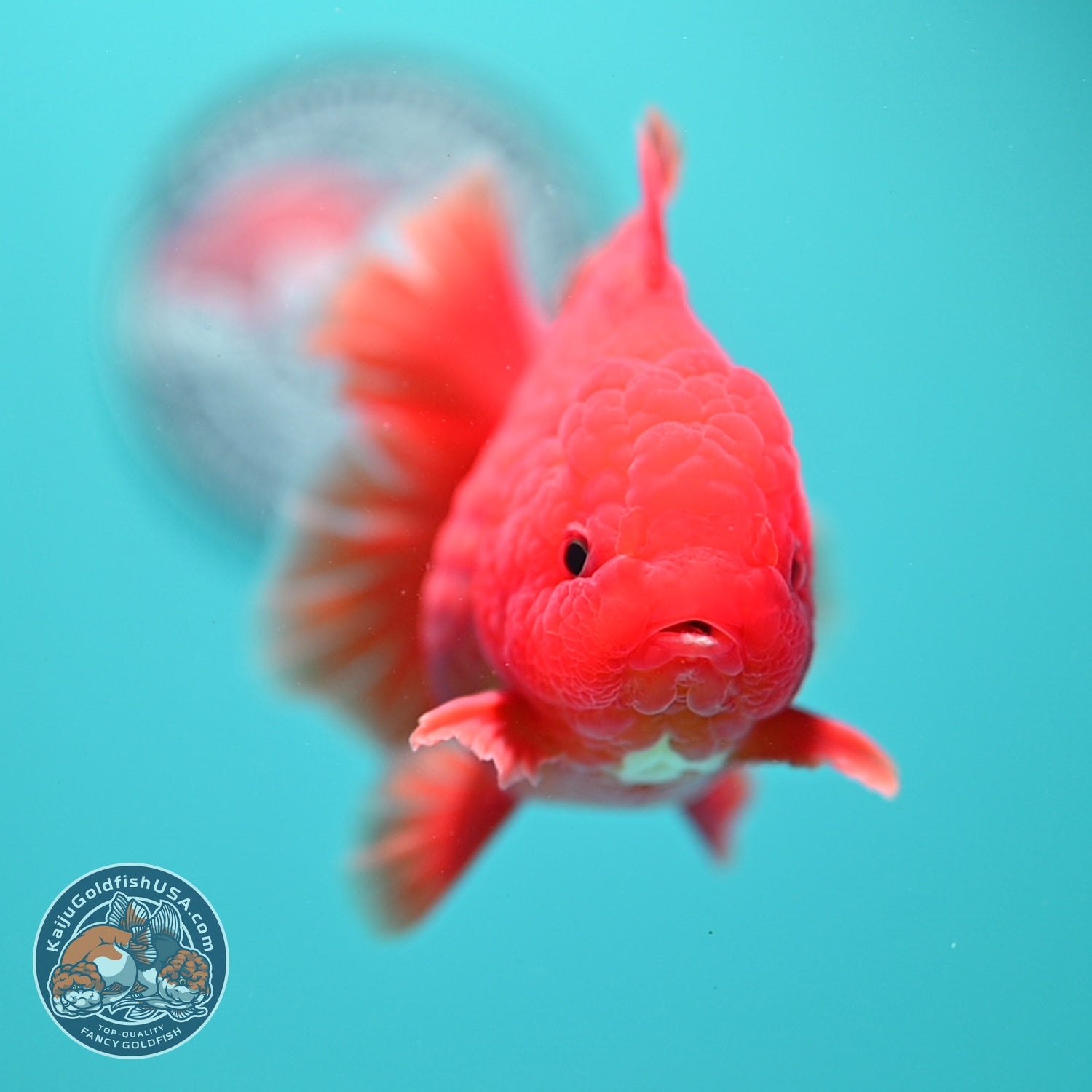 Classic Red Rose Tail Oranda 4 inch Body (260828_OR26)