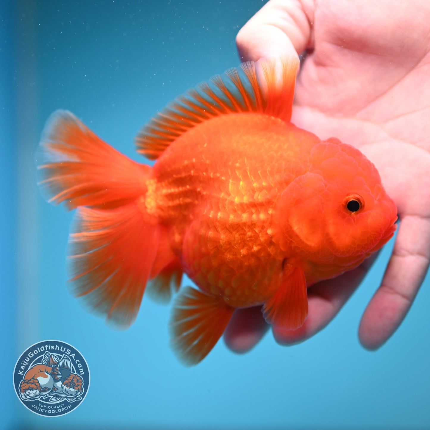 Classic Red Rose Tail Oranda 4 inch Body (260828_OR26)