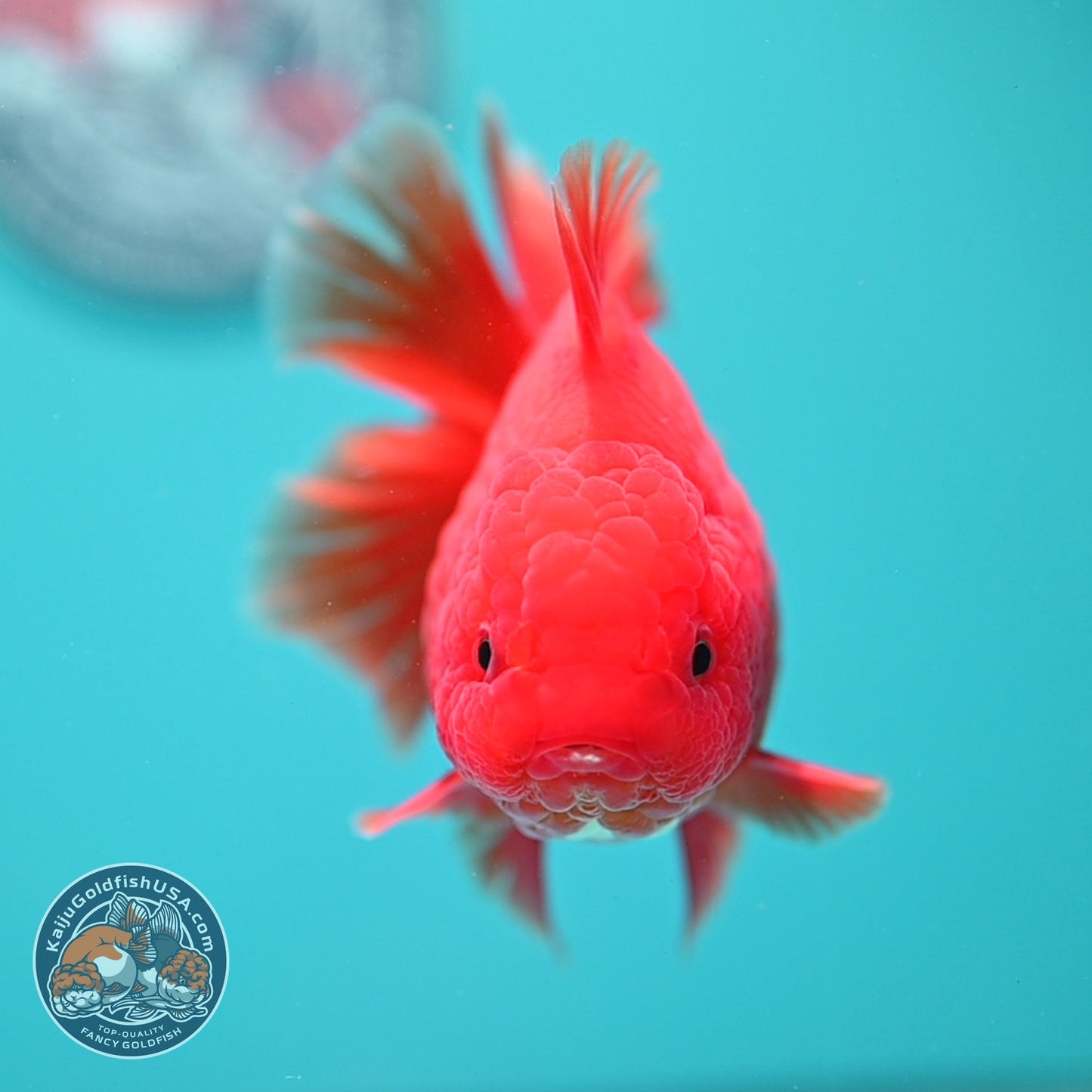 Classic Red Rose Tail Oranda 4 inch Body (260828_OR26)