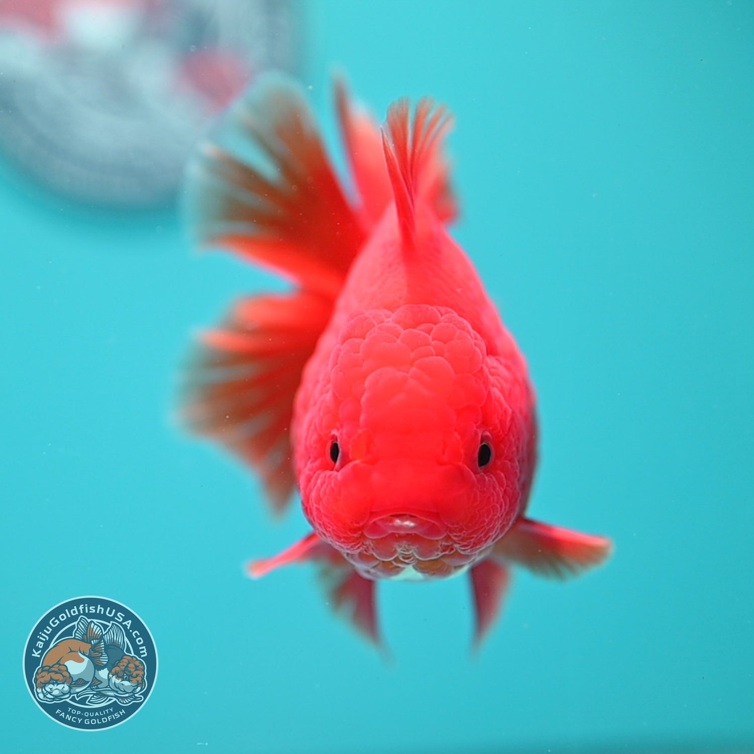 Classic Red Rose Tail Oranda 4 inch Body (260828_OR26)