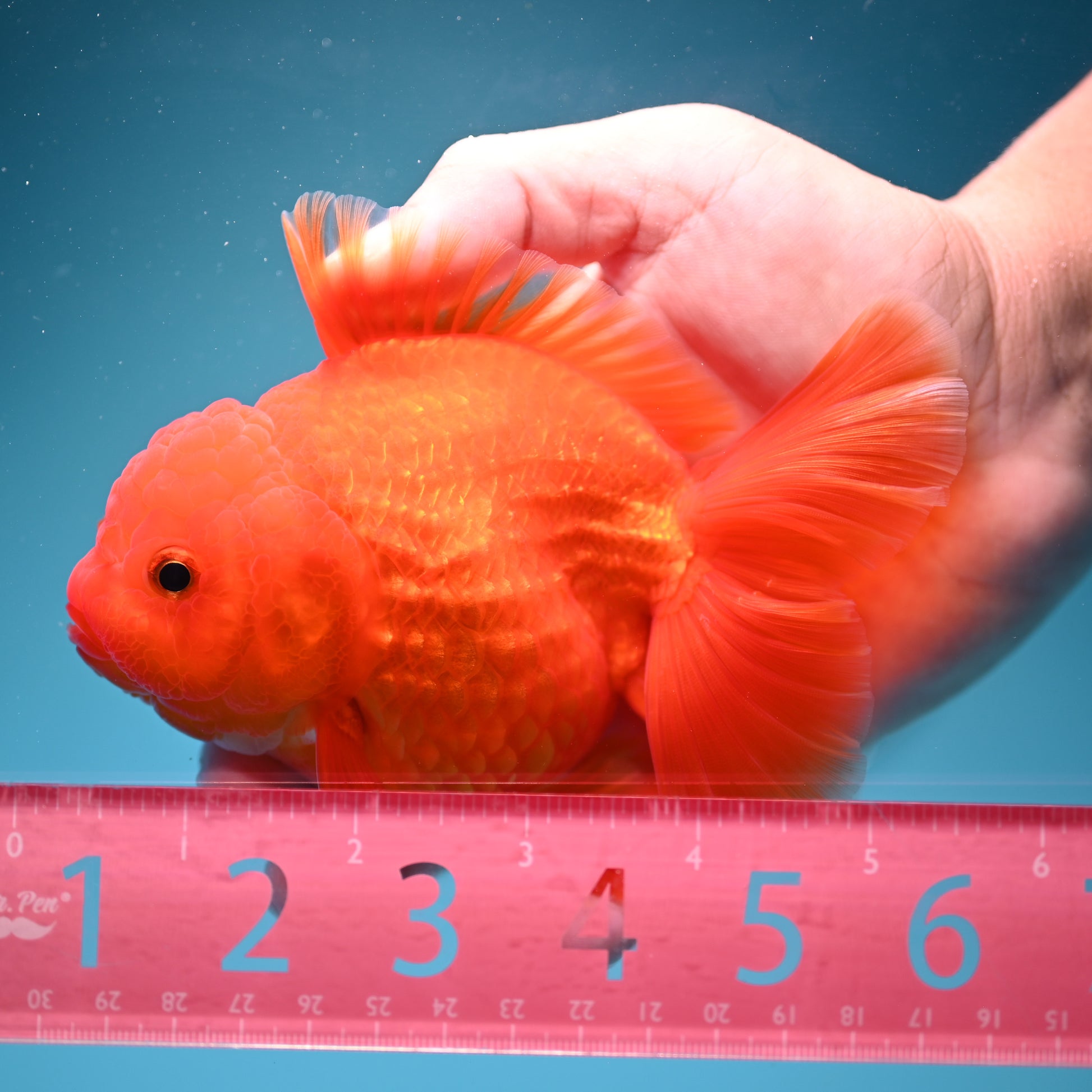 Classic Red Rose Tail Oranda 4 inch Body (260828_OR26)